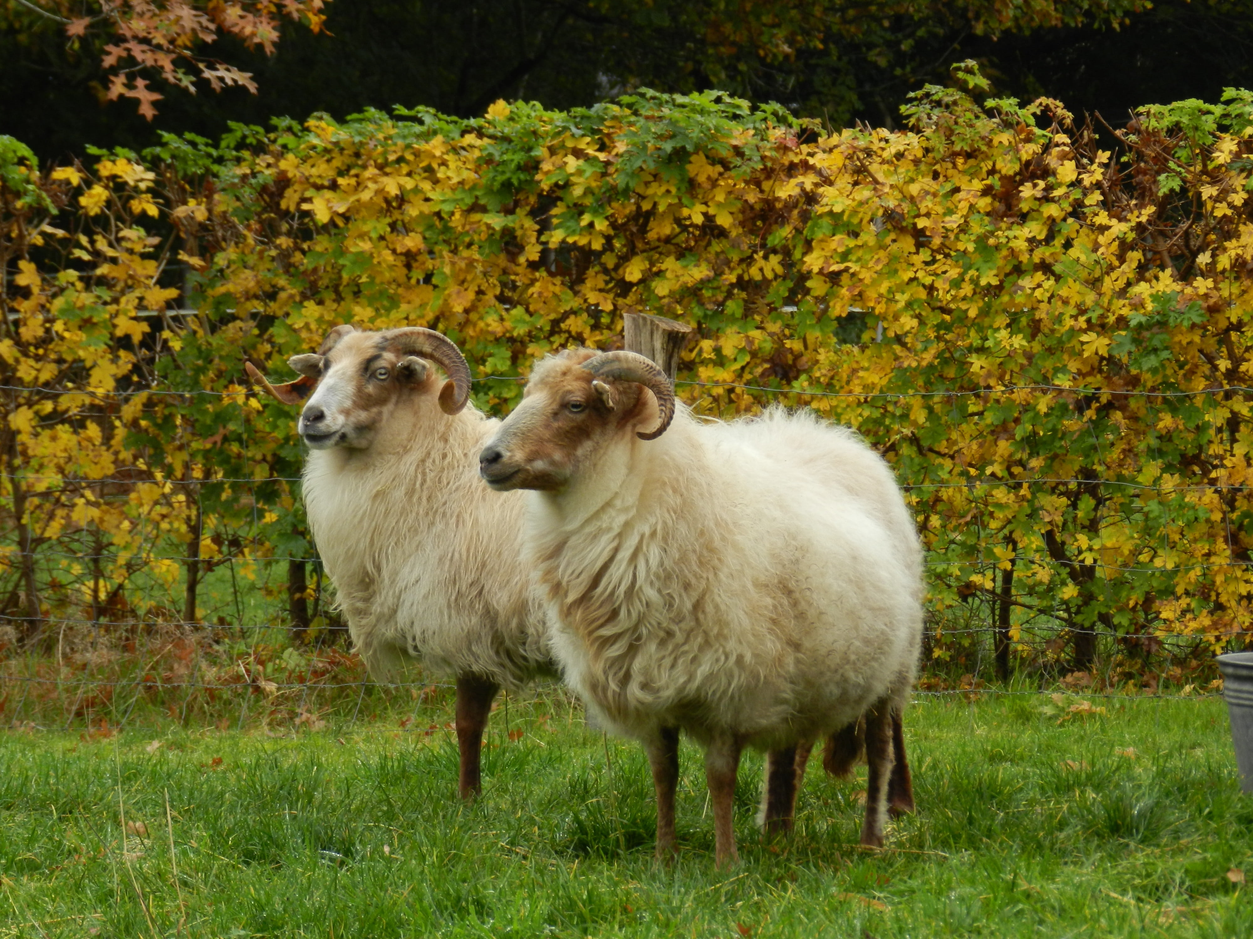 outdoors, sheep, animal family, change, field, tree, domestic, no people, day, vertebrate, pets, growth, 4K, nature, grass, animal themes, two animals, HD Wallpaper