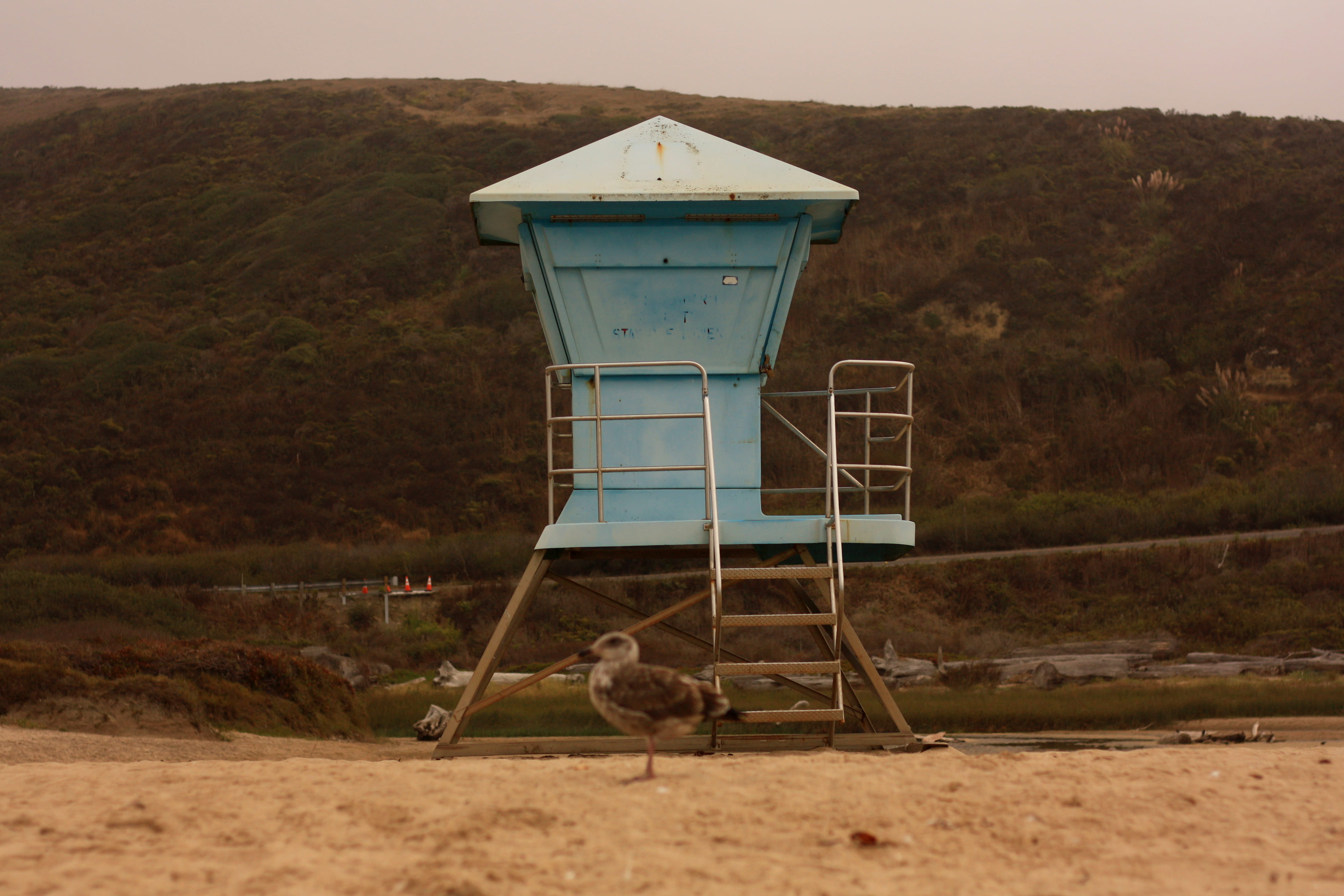 animal, united states, outdoors, field, mammal, lifeguard hut, vertebrate, day, protection, animal wildlife, safety, land, observation point, built structure, HD Wallpaper