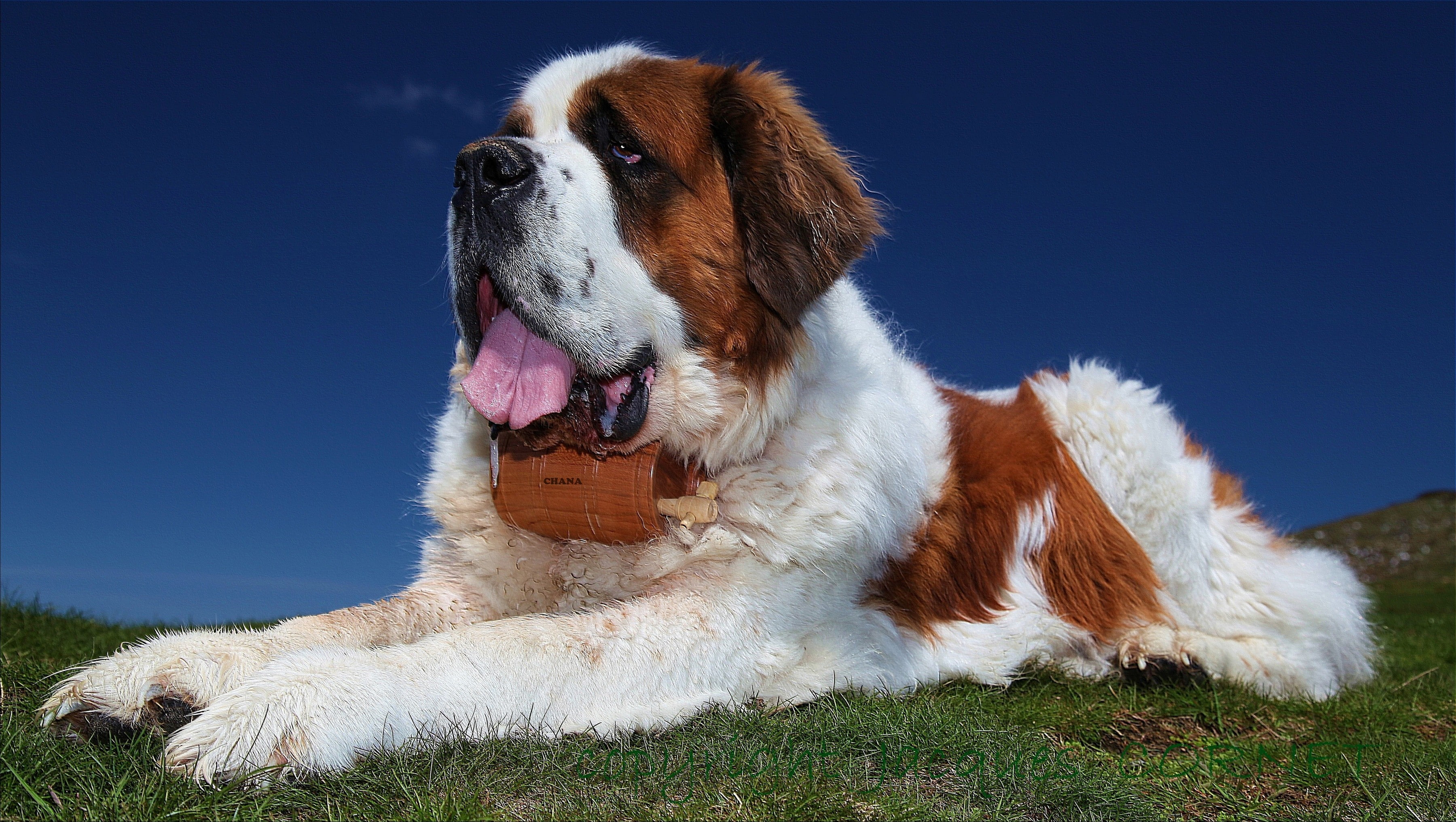 bernard, saint, 2K, white, St. Bernard dog, reddish, texture, dog, lifeguard, st, HD Wallpaper