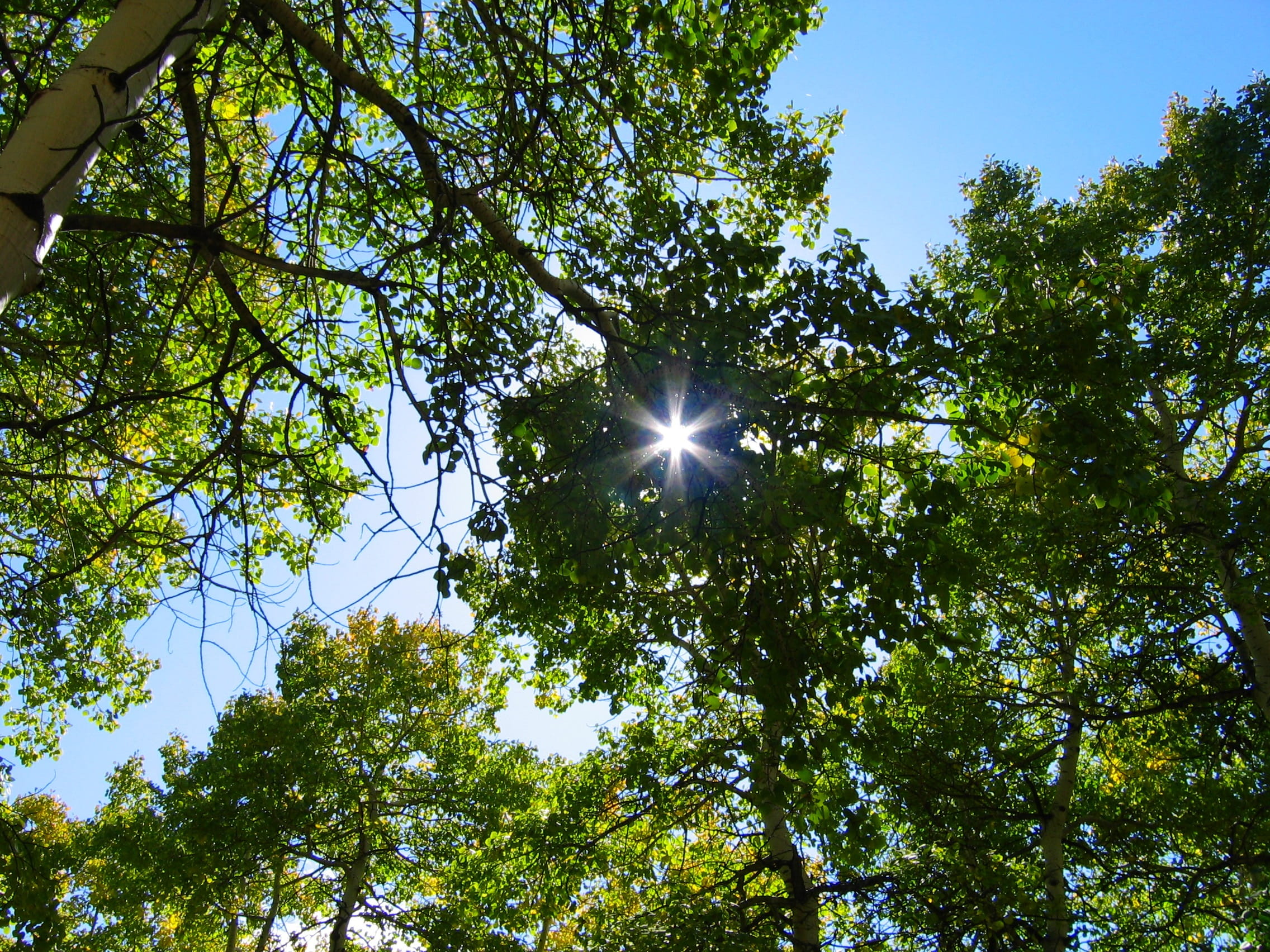 green color, sky, no people, bright, sunbeam, leaf, branch, beauty in nature, green leaves, 1080P, tree canopy, streaming, sun burst, day, Forest, scenics - nature, HD Wallpaper