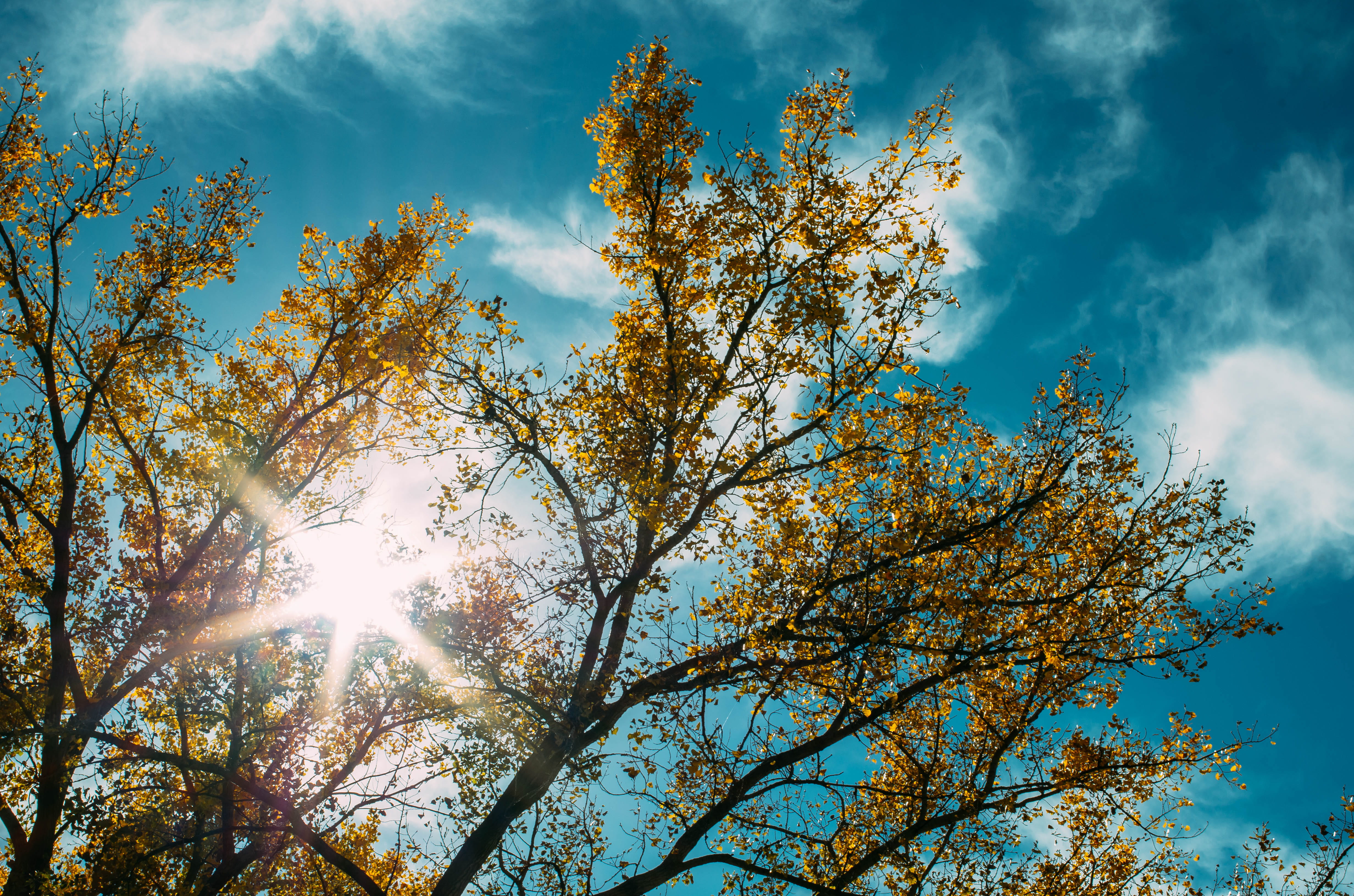 angle, contrast, plant, leafed, growth, dramatic, sun, tranquility, daytime, beauty in nature, foliage, blue, burst, branch, streaming, sunburst, flare, HD Wallpaper