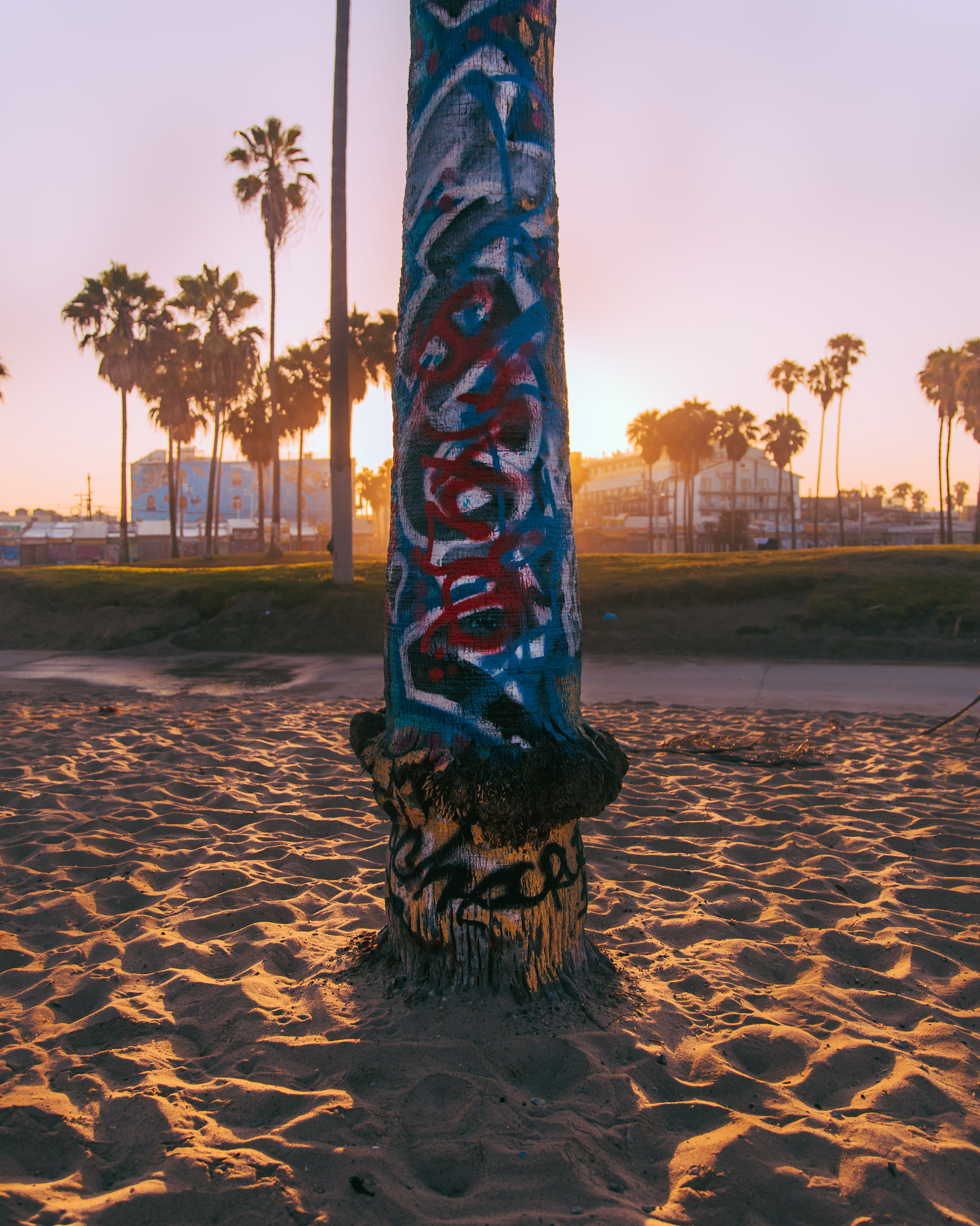 water, sky, tropical climate, beauty in nature, one person, sunrise, 4K, venice, venice beach, los angeles, floral pattern, plant, sunlight, united states, Phone HD Wallpaper