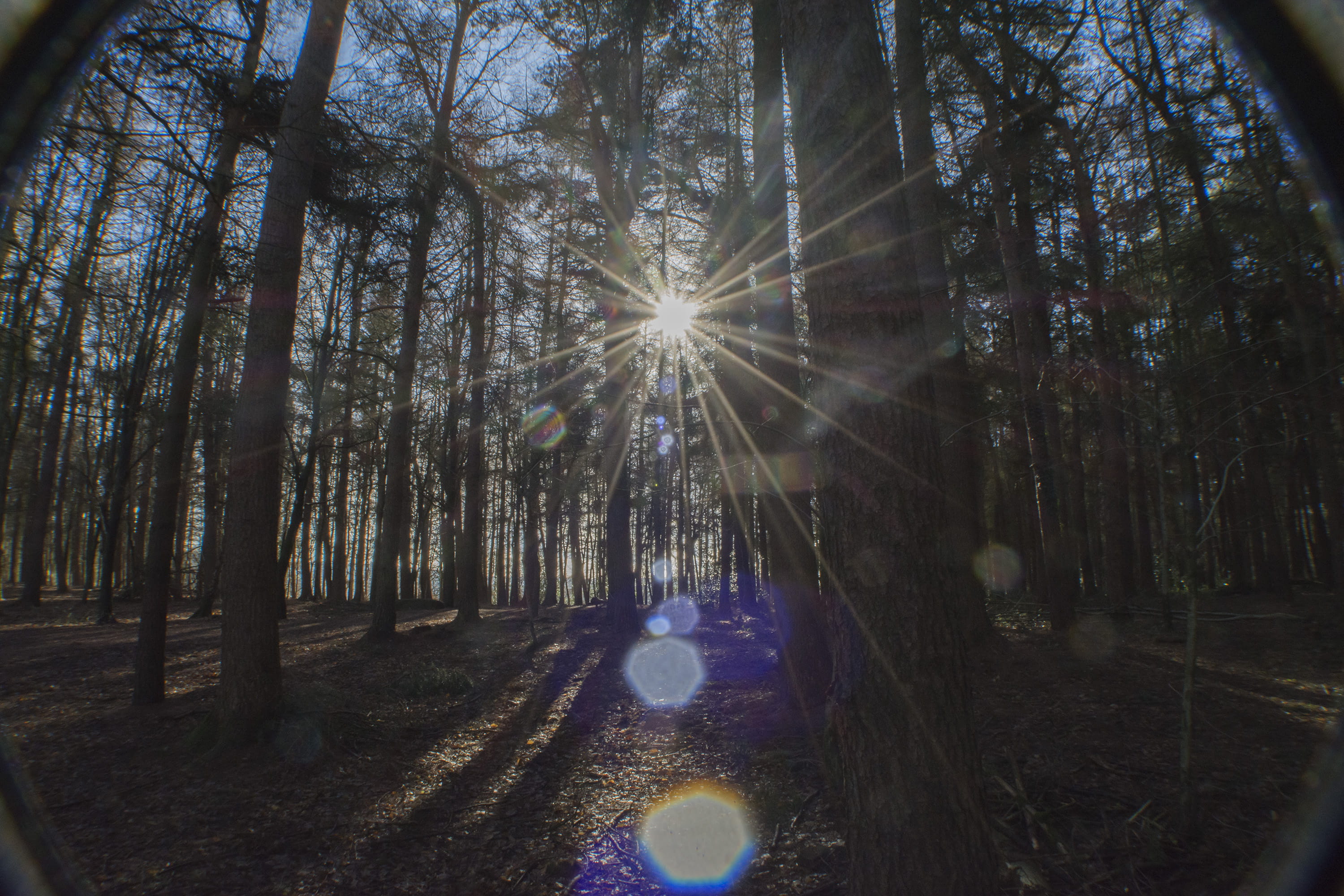 sunbeam, sky, tree trunk, non-urban scene, bright, tranquil scene, sunlight, nature, scenics - nature, tree, tranquility, plant, beauty in nature, growth, HD Wallpaper