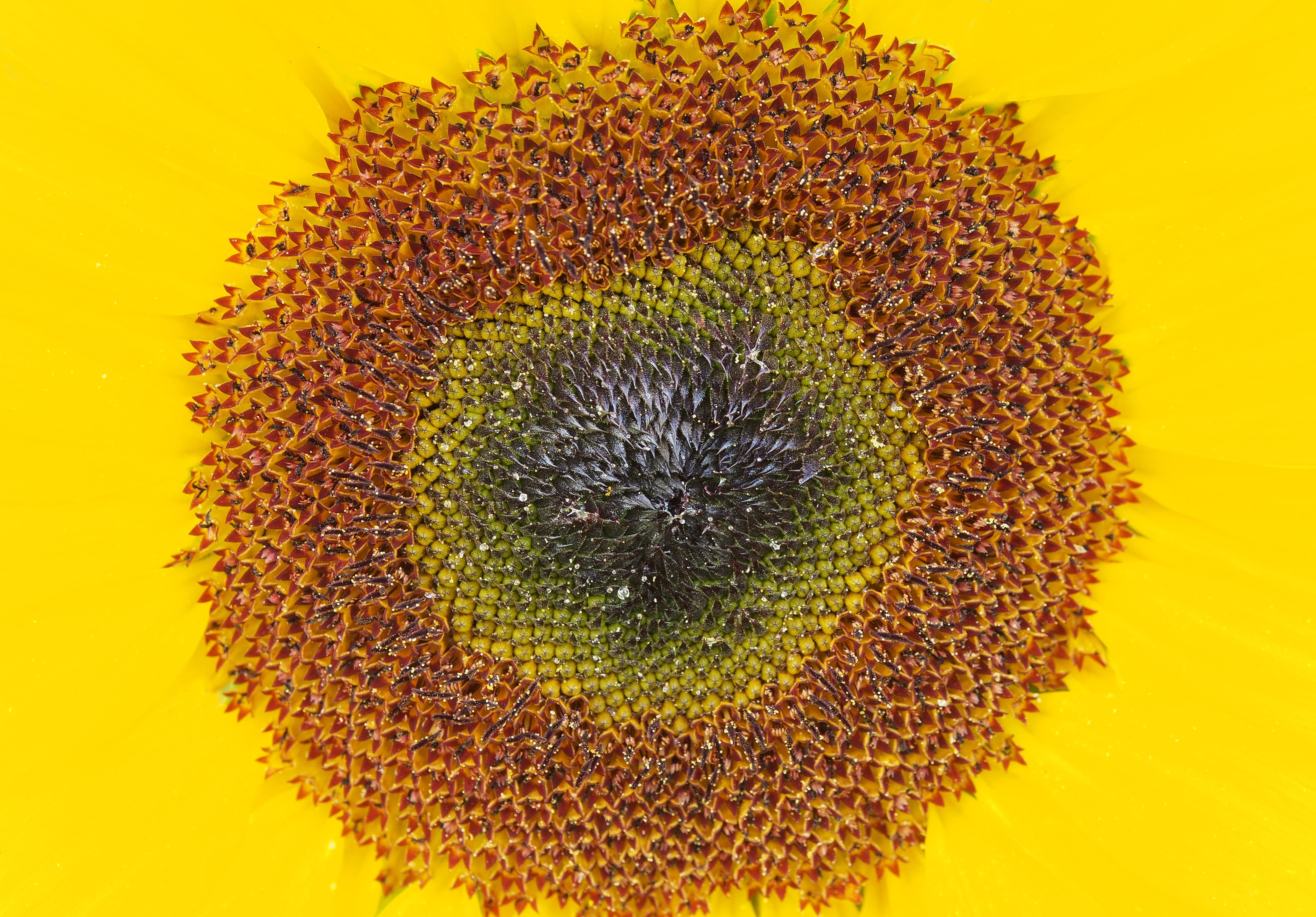 beauty in nature, sunlight, flowering plant, 4K, nature, close-up, sunshine, flower, joyful, sunflower, burst, vulnerability, sunburst, petal, flower head, HD Wallpaper