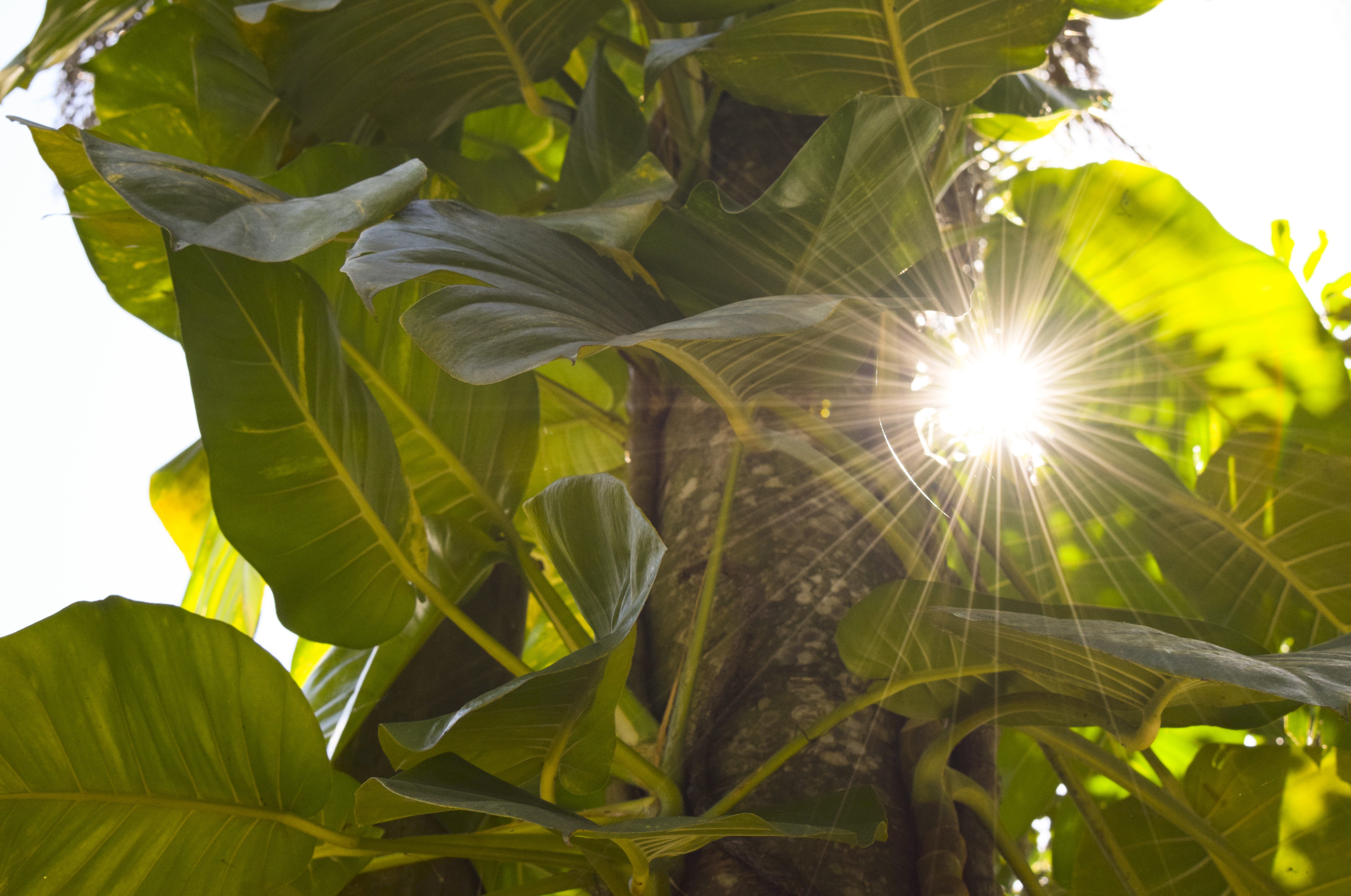 green color, burst, vulnerability, tree, freshness, day, sunbeam, Sunlight, Sun, bright, plant, grow, life, summer, natural, season, Flare, beauty in nature, HD Wallpaper