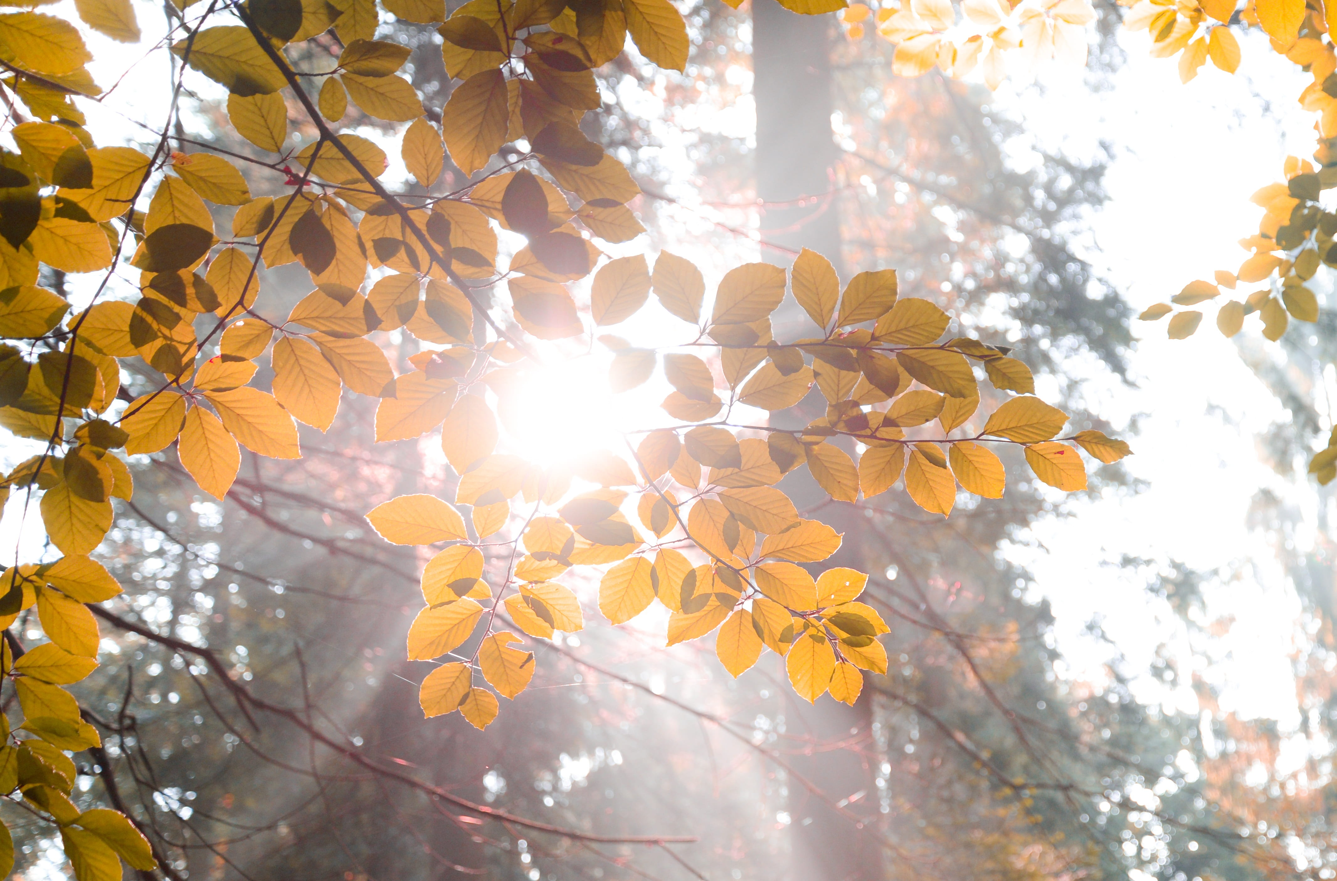 sparkle, white, streaming, plant, glow, lens flare, change, beech, ray, sunbeam, growth, tree, bright, outdoors, autumn, sky, yellow, focus on foreground, HD Wallpaper