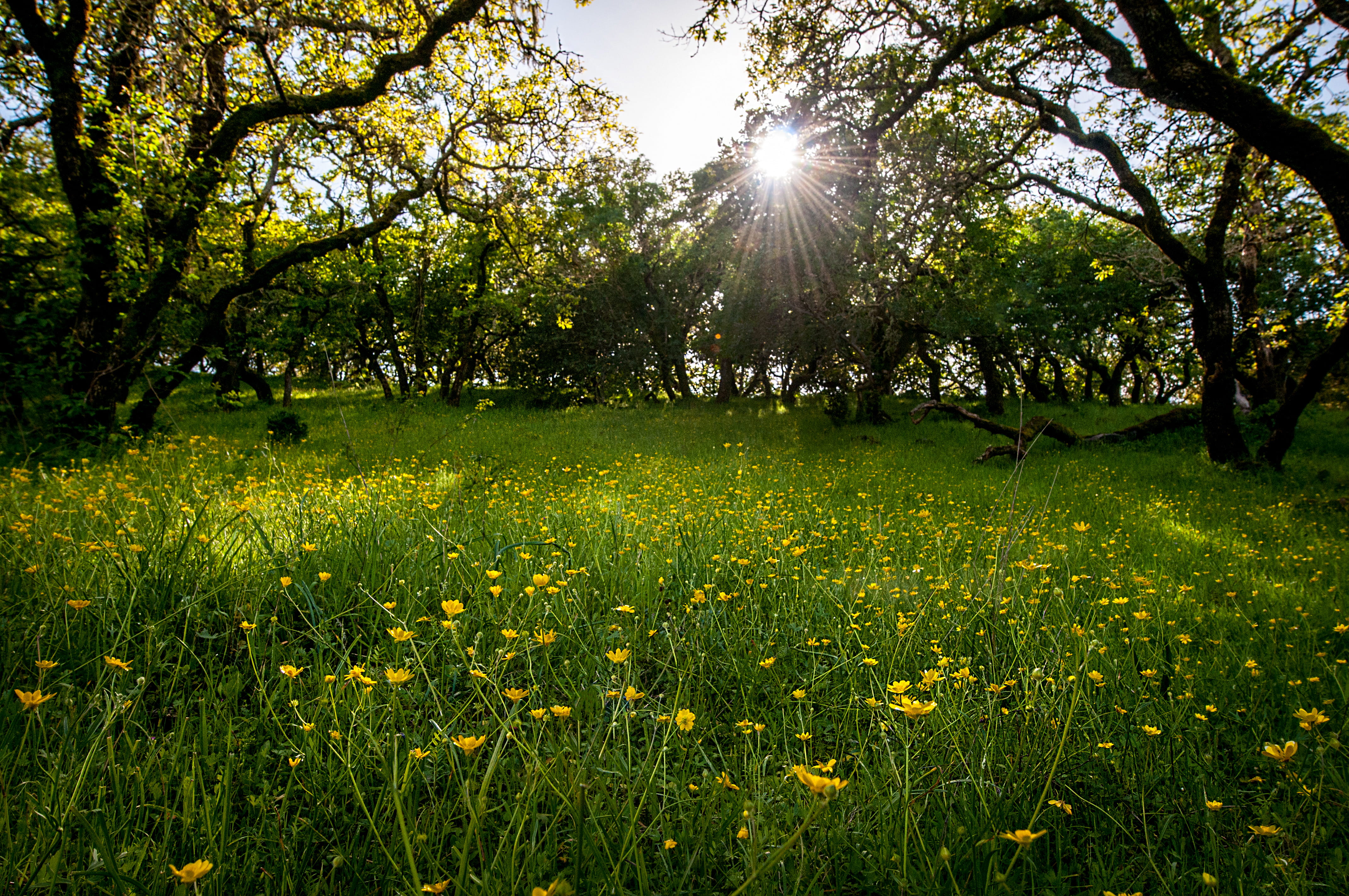 trees, park, lens flare, outdoors, tree, green, flowers, landscape, green color, sky, yellow, flowering plant, light, sunlight, sunbeam, no people, growth, HD Wallpaper