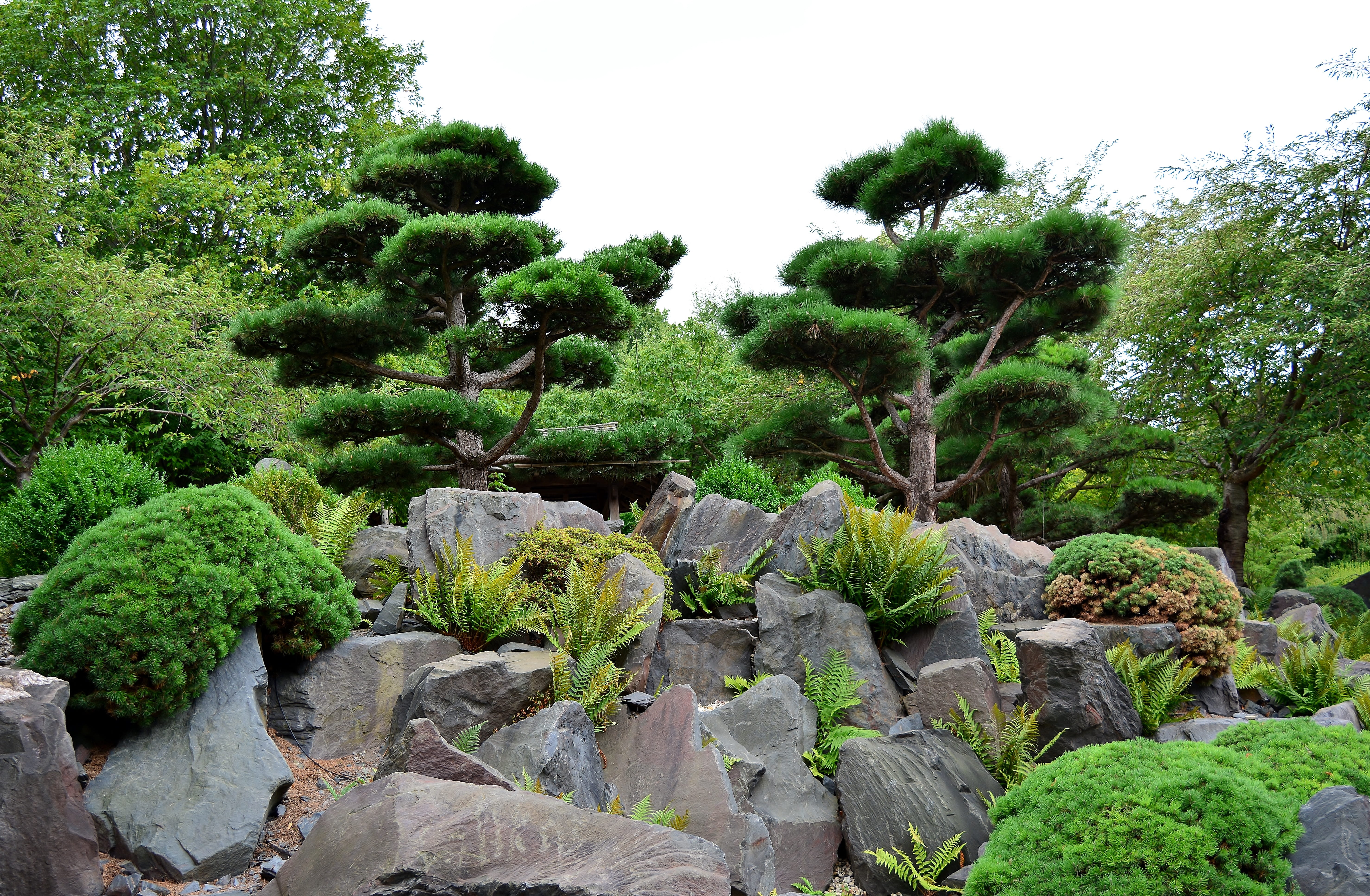 rock, garden, rock - object, day, green color, no people, 5K, tranquil scene, thuringia germany, nature, scenics - nature, formal garden, japanese garden, HD Wallpaper
