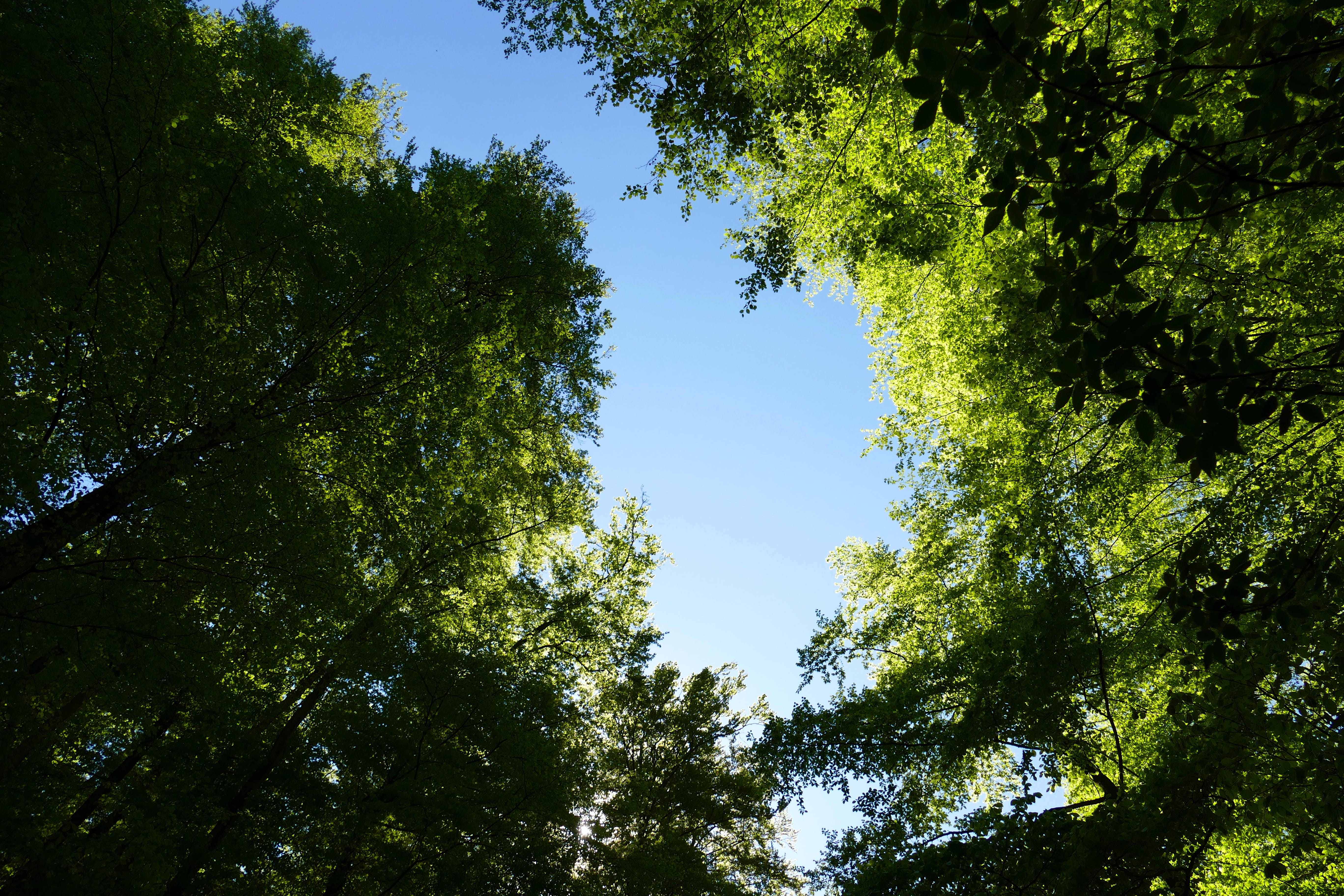 tranquility, directly below, outdoors, 5K, green, plant, no people, land, scenics - nature, sky, eisenach, tranquil scene, beauty in nature, tree, branch, HD Wallpaper