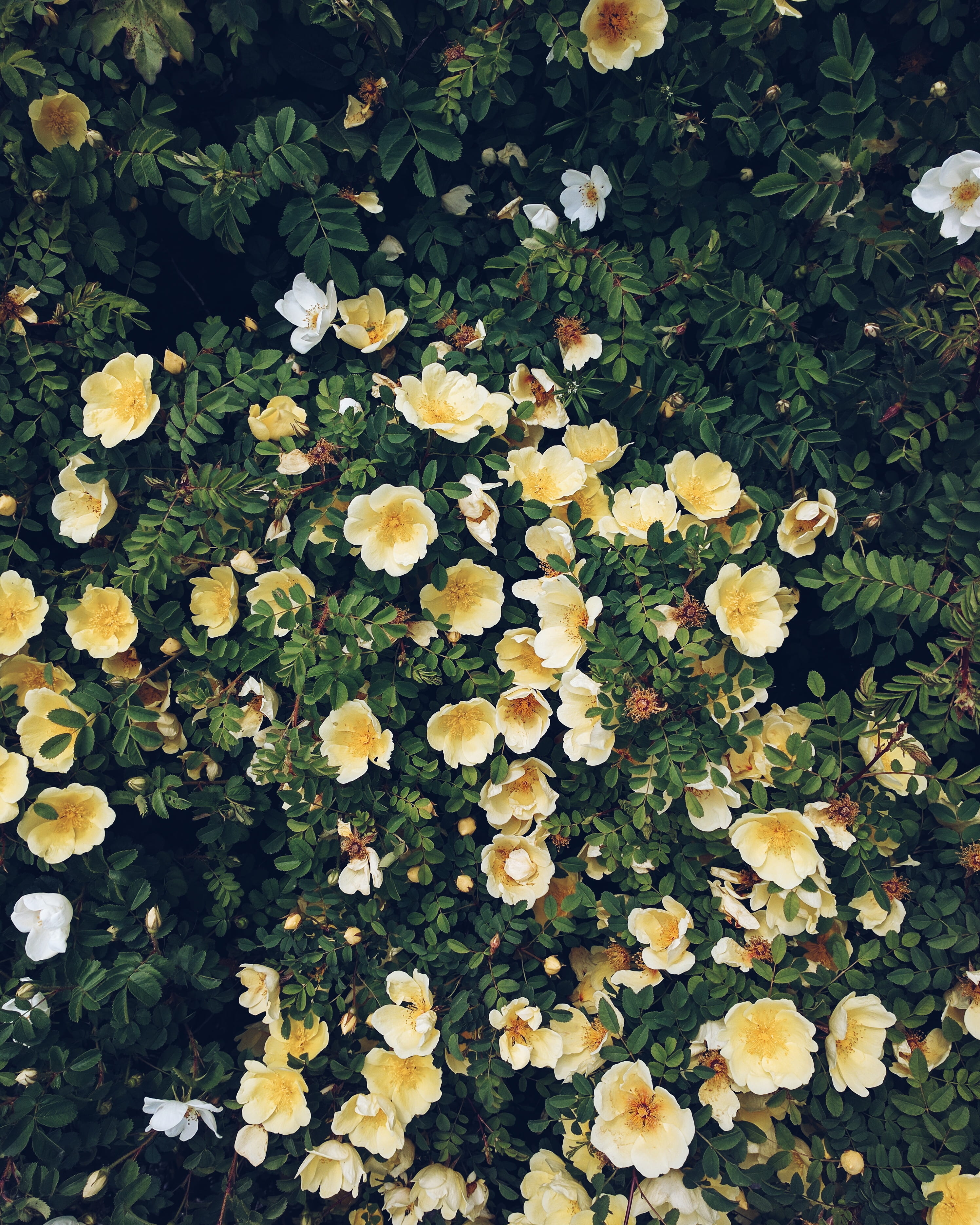 thuringia, no people, nature, smartphonephotography, yellow, 2K, beauty in nature, flowering plant, vsco, green color, abundance, day, nexus6p, flowers, Phone HD Wallpaper