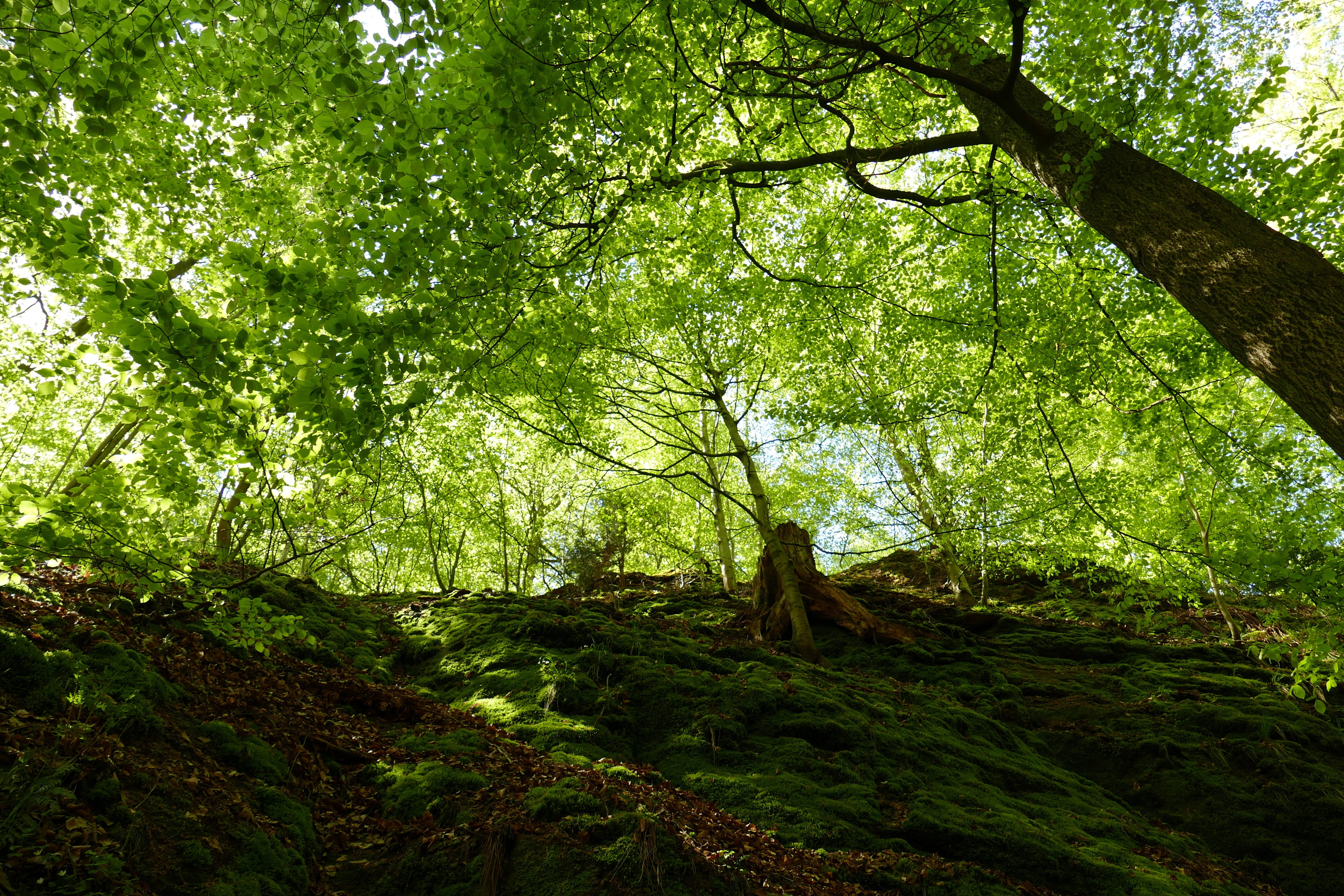 bemoost, tree trunk, leaf, land, 5K, growth, Moisture, mystical, day, foliage, tree, green color, Dragon, trunk, eisenach, scenics - nature, no people, HD Wallpaper