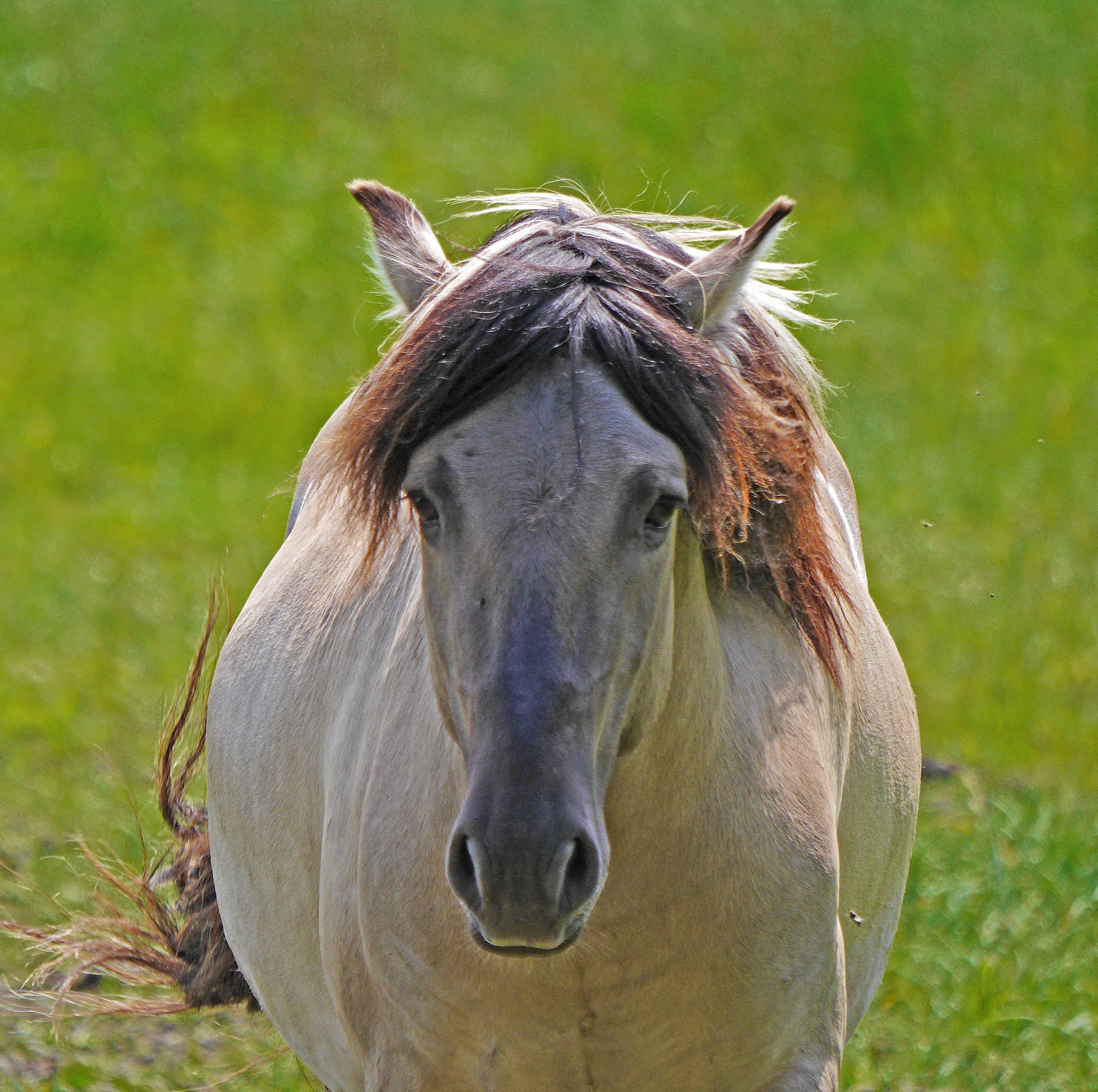 davert, herbivorous, conservation project, horse, pets, tarpan, meadow, domestic animals, grey, no people, konik, nature, focus on foreground, frontal, HD Wallpaper