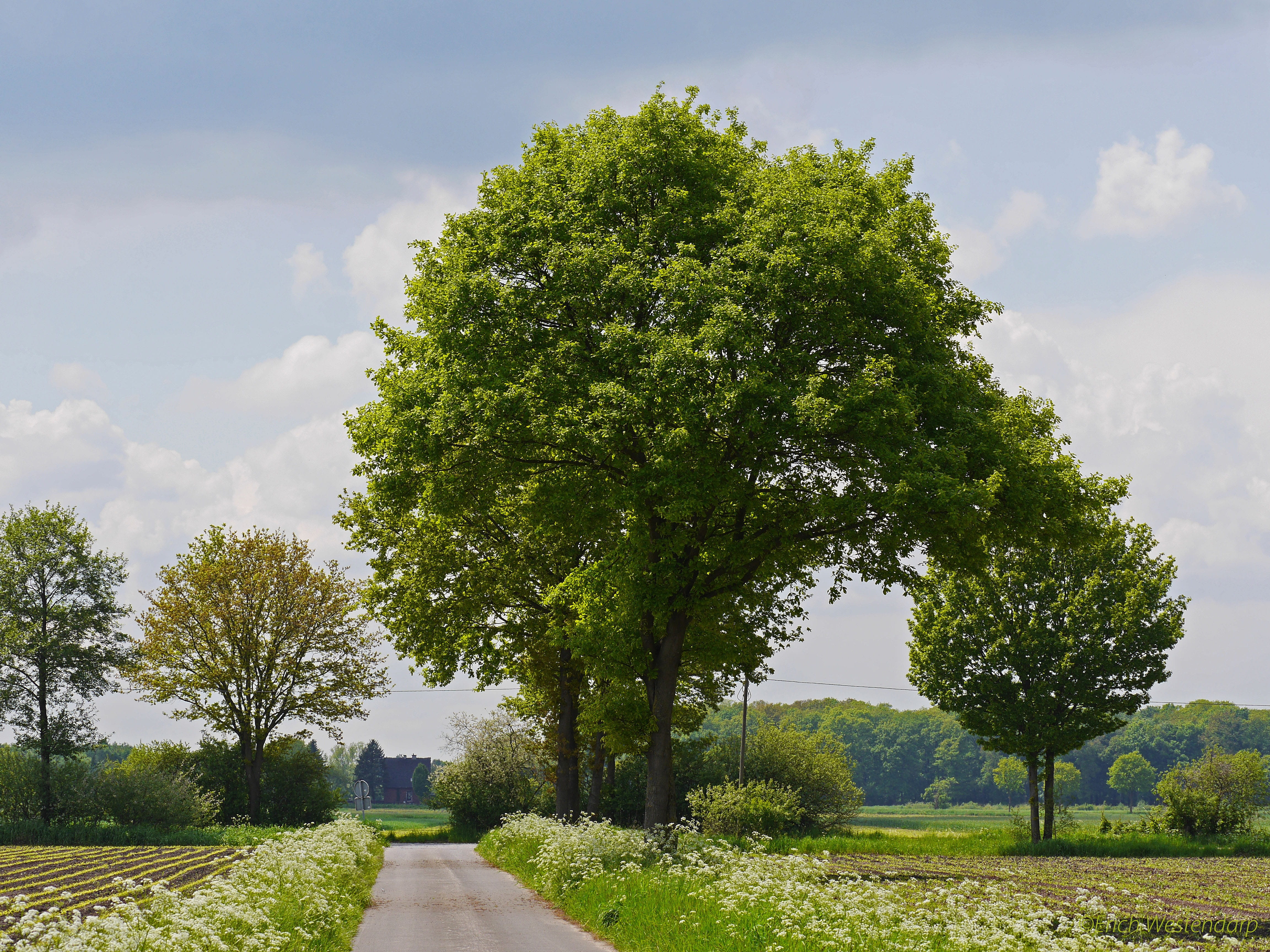 blütenmeer, foliation, growth, trees, field, cloud - sky, day, 4K, typical, treelined, sky, tranquil scene, agriculture, flat land, outdoors, Forests, HD Wallpaper