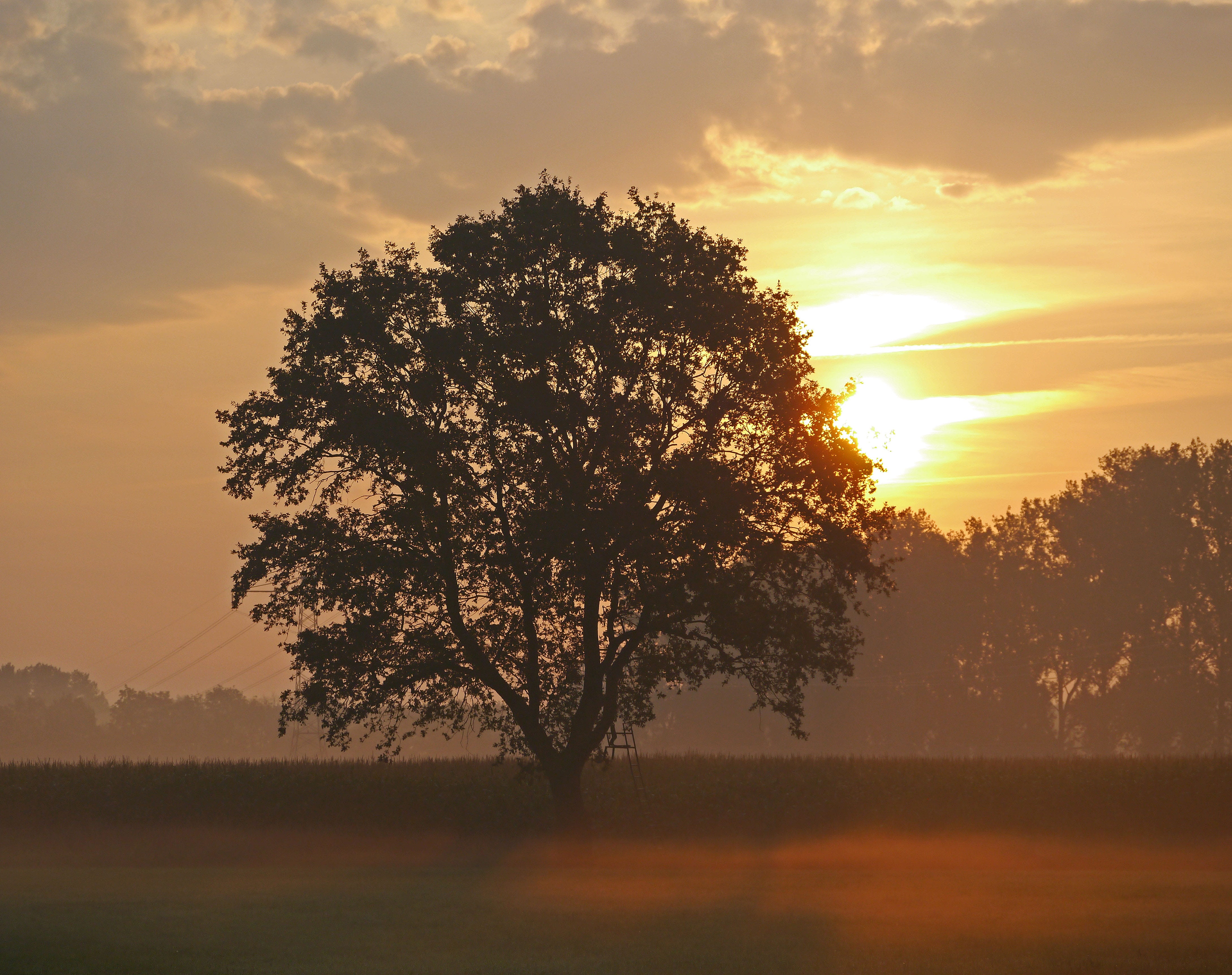 back light, orange color, tranquility, shadow, sky, tranquil scene, no people, sun, single tree, sunrise, cornfield, landscape, scenics - nature, flat land, HD Wallpaper