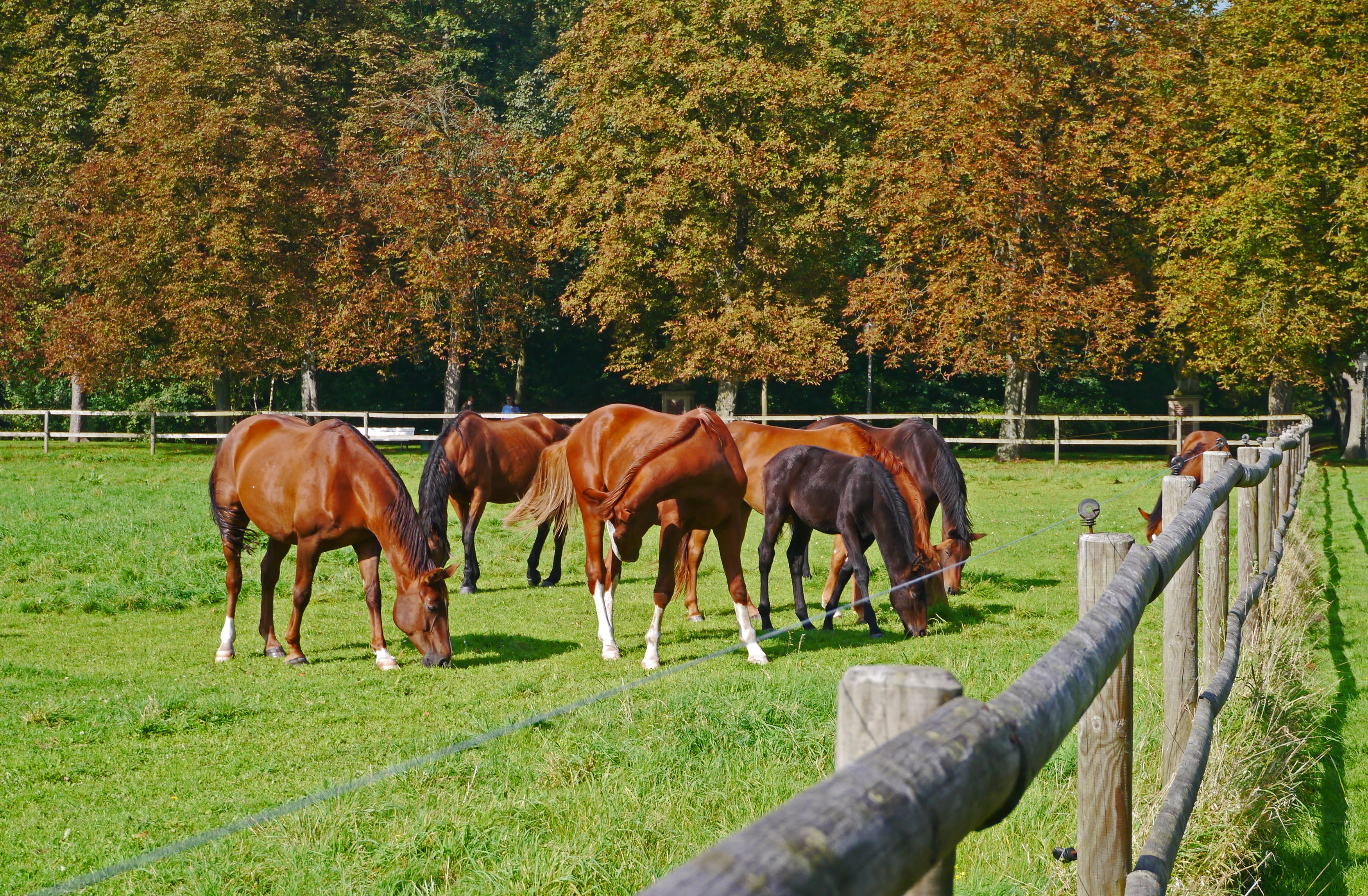 livestock, reiterhof, agriculture, farm, fall foliage, brown, münsterland, leaves, solid, ranch, group of animals, domestic, chestnut avenue, chestnut, HD Wallpaper