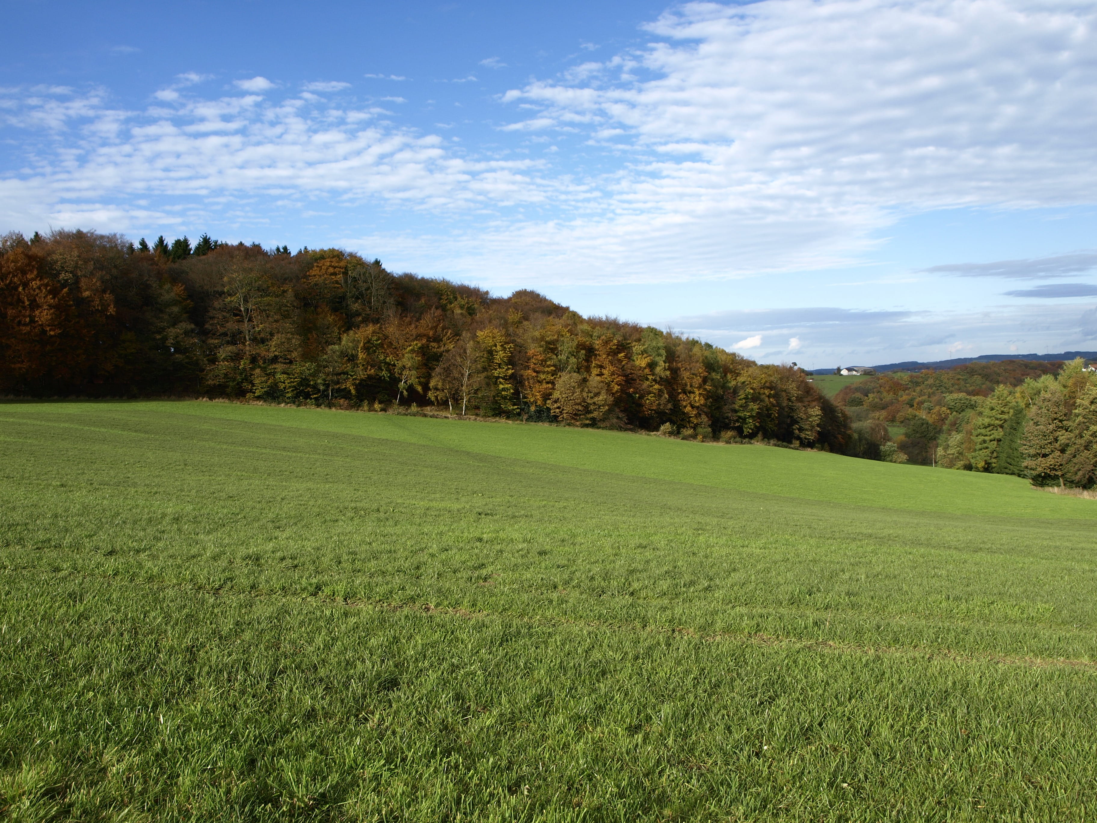 shining, 2K, colorful, autumn colours, illuminated, sky, meadow, clouds form, sunshine, tree, blue, pasture, day, south westphalia, cloud - sky, tranquility, HD Wallpaper