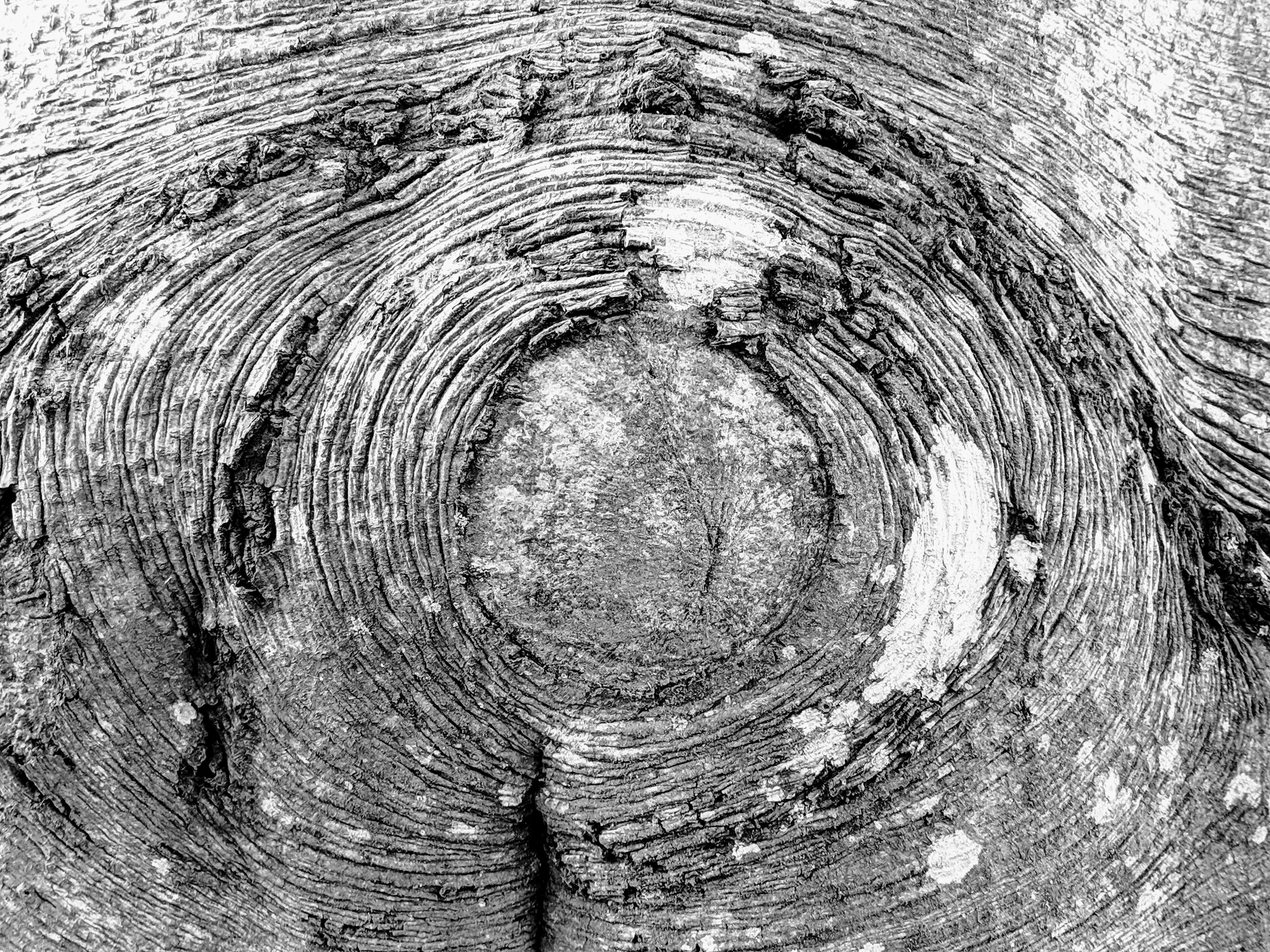 day, mud, mountain, wood grain, bark, full frame, tree ring, trunk, b966, circle, sketch, pattern, close-up, tree stump, outdoors, wood - material, knotted wood, HD Wallpaper