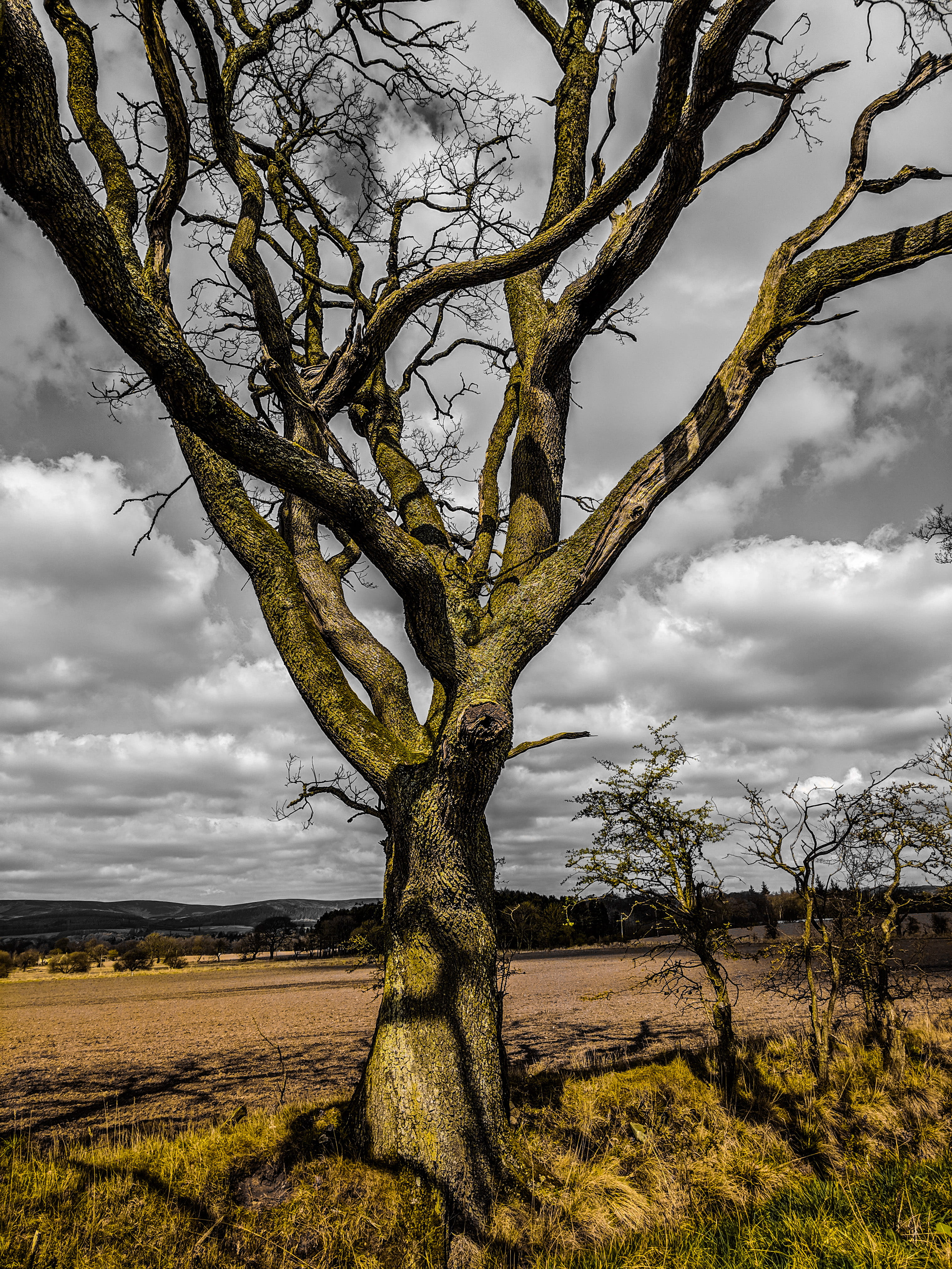 cloud - sky, non-urban scene, trunk, 4K, ground, isolated, tree trunk, environment, countryside, field, united kingdom, sky, plateau, branch, housing, Phone HD Wallpaper