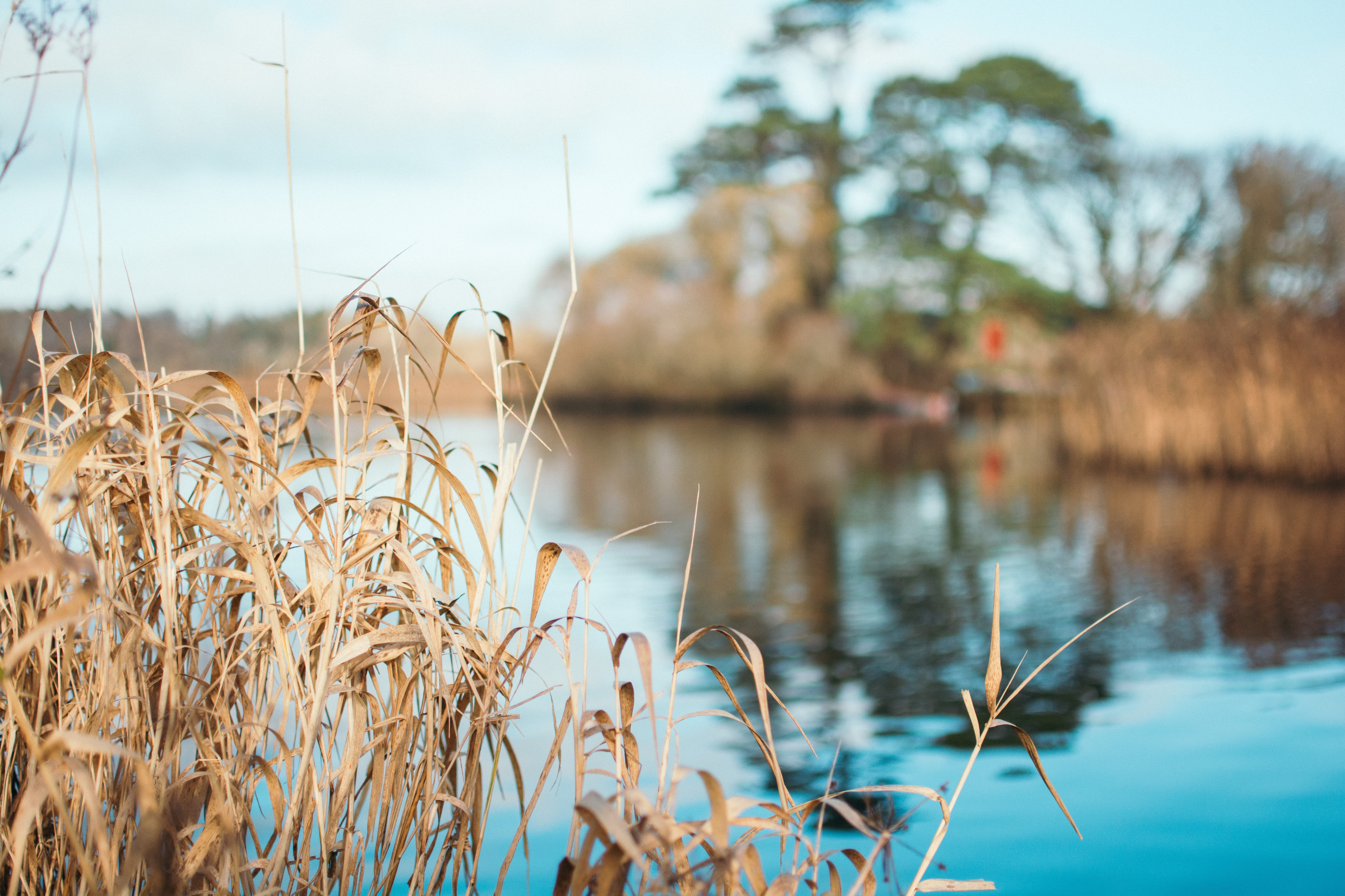5K, sky, nature, tranquility, ireland, scenics - nature, reflection, focus on foreground, cattail, non-urban scene, ross castle, beauty in nature, no people, HD Wallpaper