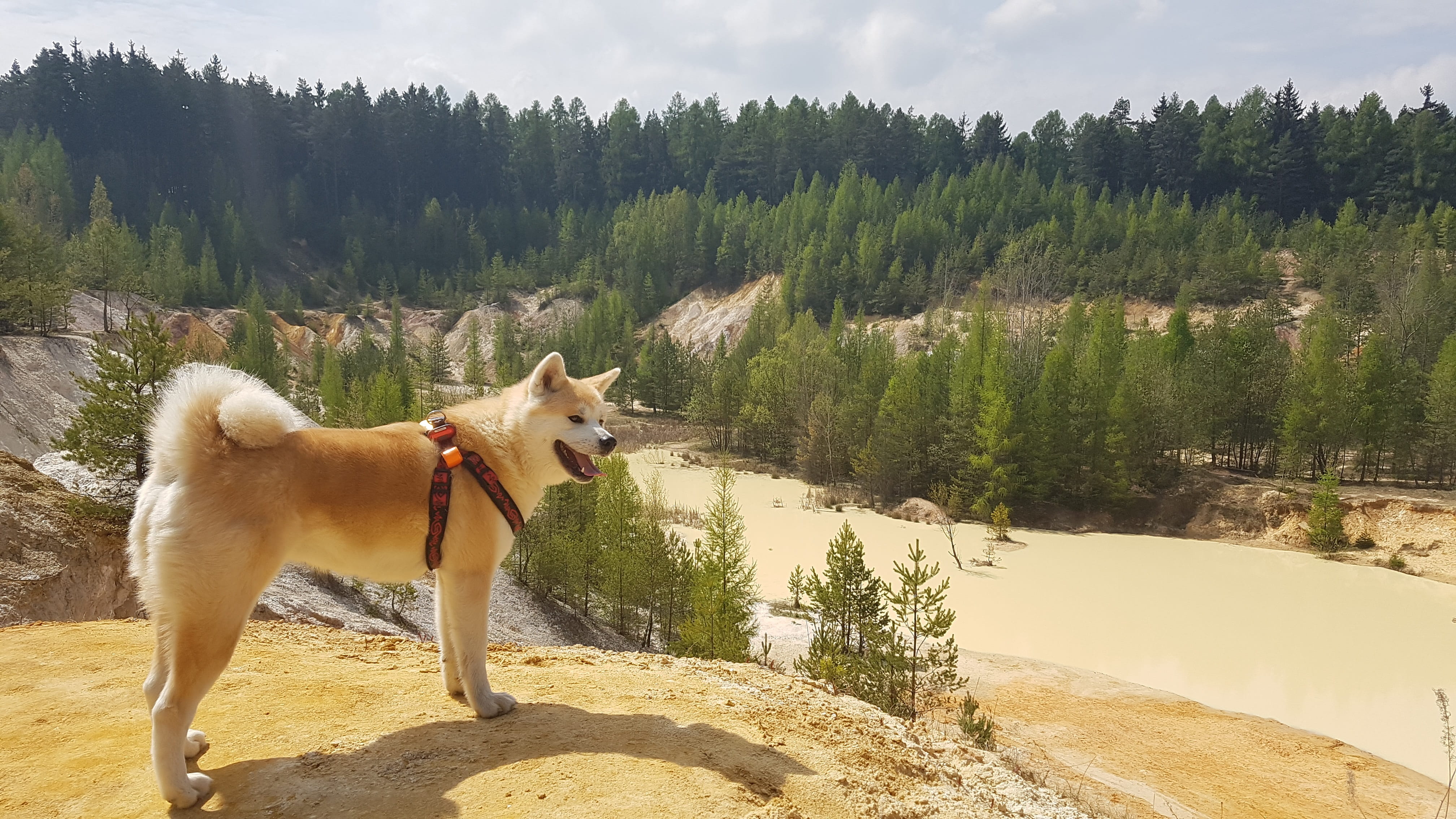 animal, Quarry, domestic animals, Lake, 4K, land, Dog, plant, pets, pine woodland, tree, Sand, vertebrate, outdoors, canine, summer, scenics - nature, HD Wallpaper