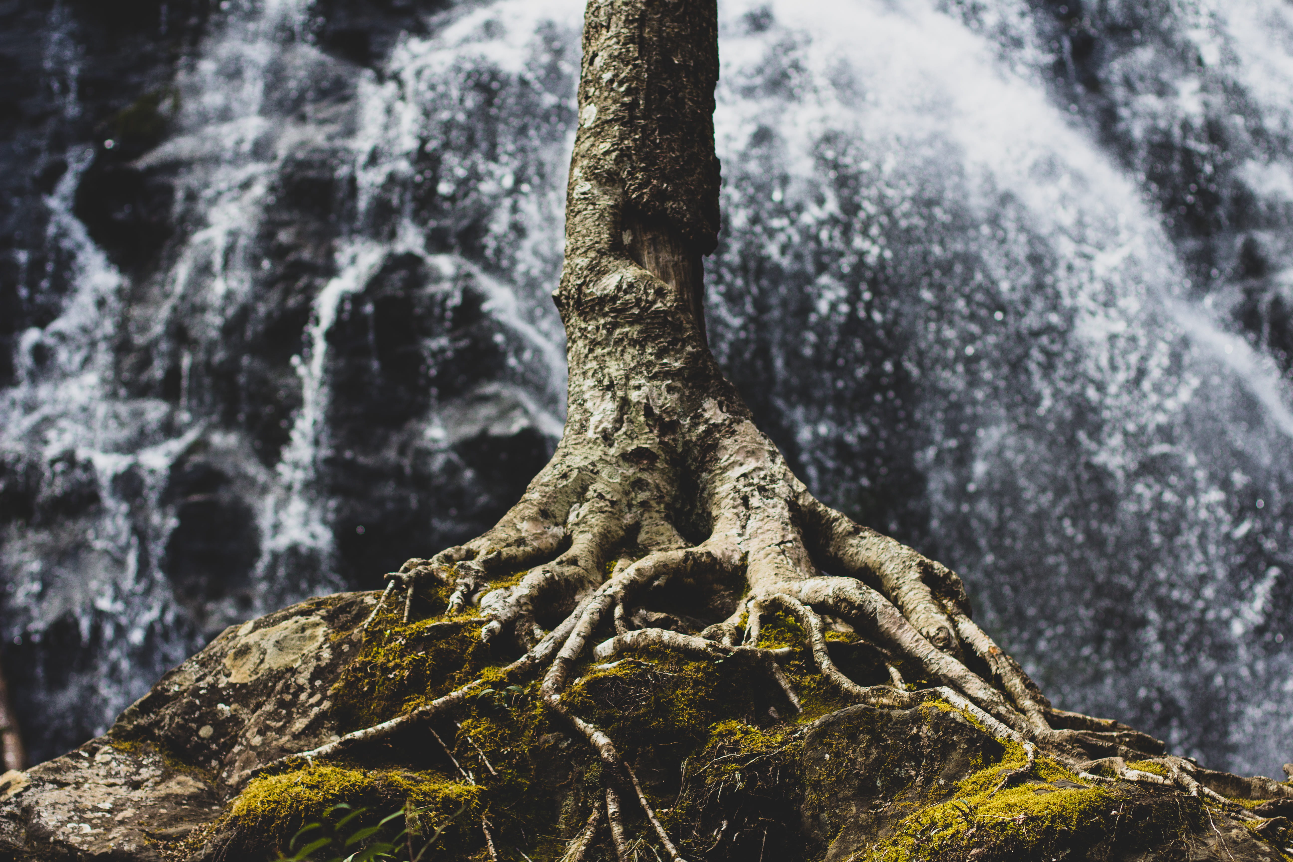 nature, day, hold, trunk, moss, 5K, root, close-up, textured, tree roots, outdoor, streinght, plant, tranquility, formation, near, rocky, textured effect, HD Wallpaper