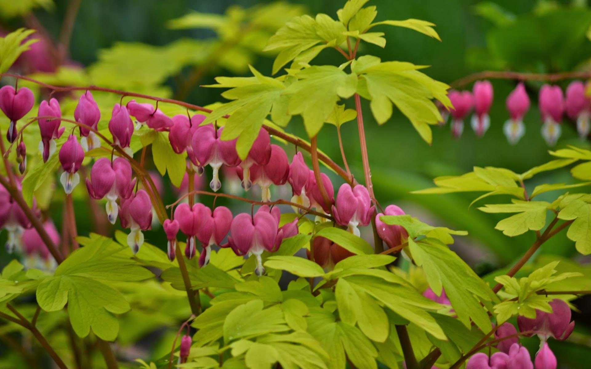 late, heart, dicentra, end, spectabilis, bleeding, spring, 1080P, bloom, summer, HD Wallpaper