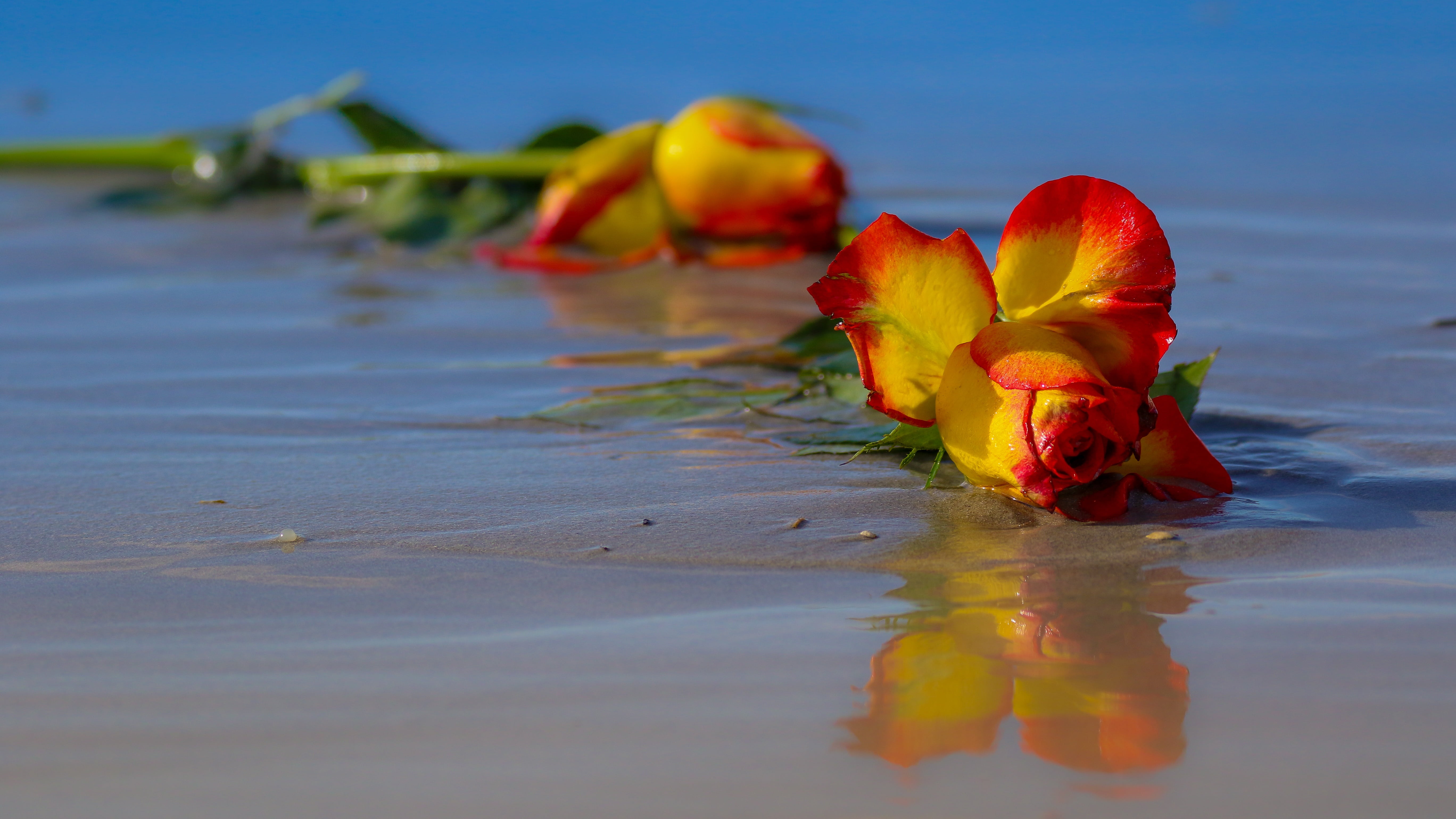 reflection, pink, summer, surface level, close-up, flowering plant, petal, colorful, seashore, beauty in nature, spring, outdoors, beach, petaled, plant, HD Wallpaper