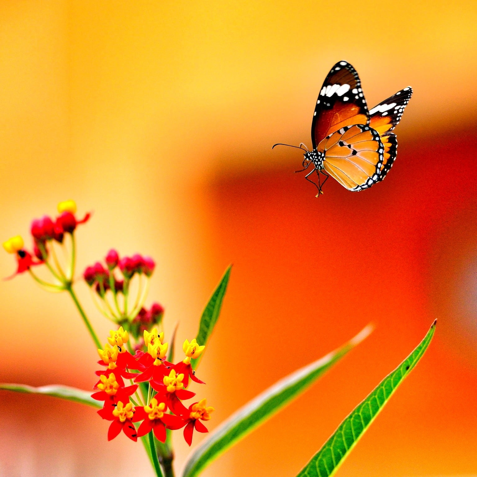 flower, yellow, insect, focus, selective focus, Lovely, summer, warm, butterfly - Insect, selective, end of the day, photography, butterfly, nature, animal, Phone HD Wallpaper