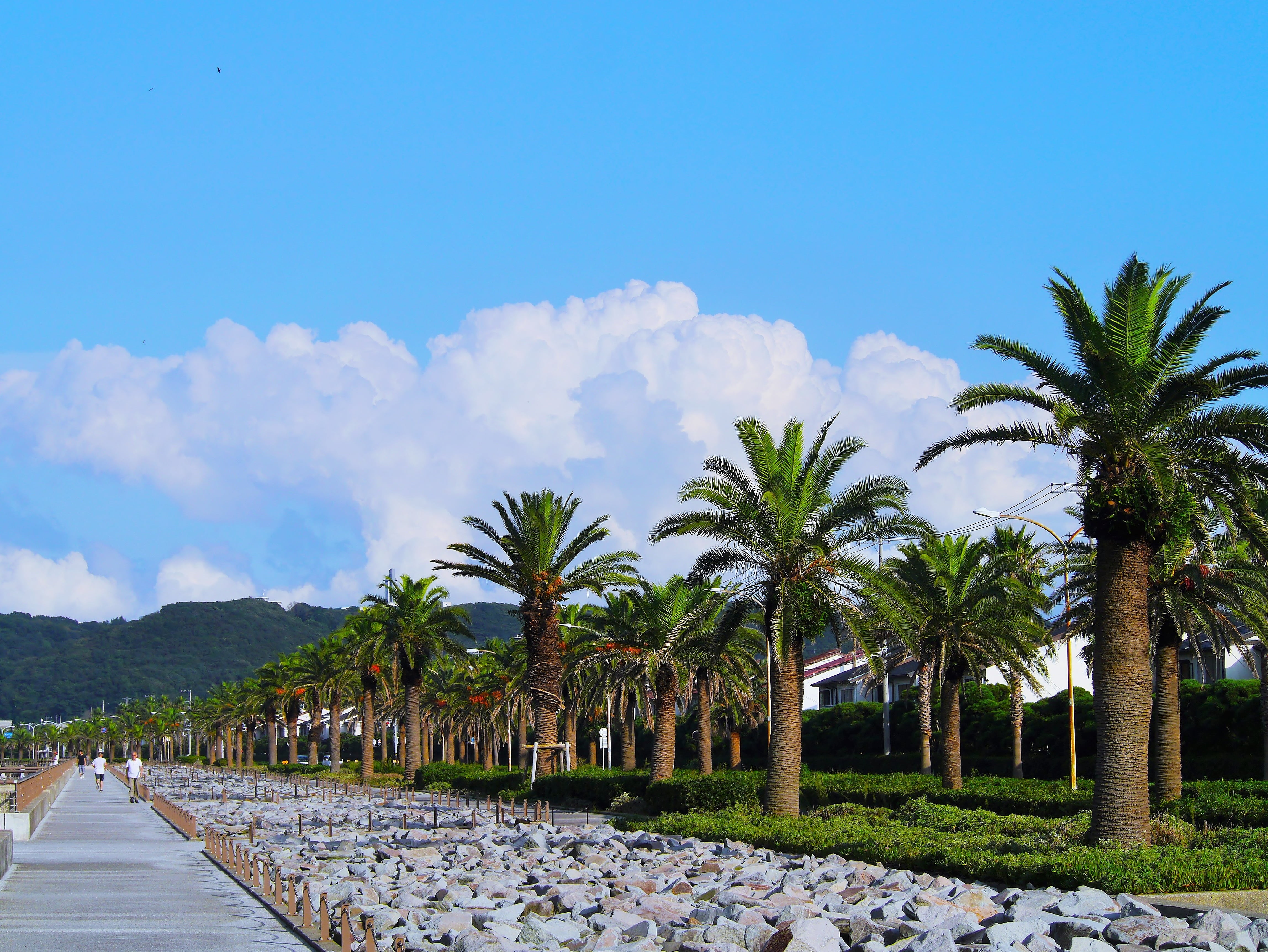 palm trees, blue sky, direction, outdoors, beginning of autumn, incidental people, white line, cloud, scenics - nature, mabori kaigan, breakwater, palm tree, HD Wallpaper
