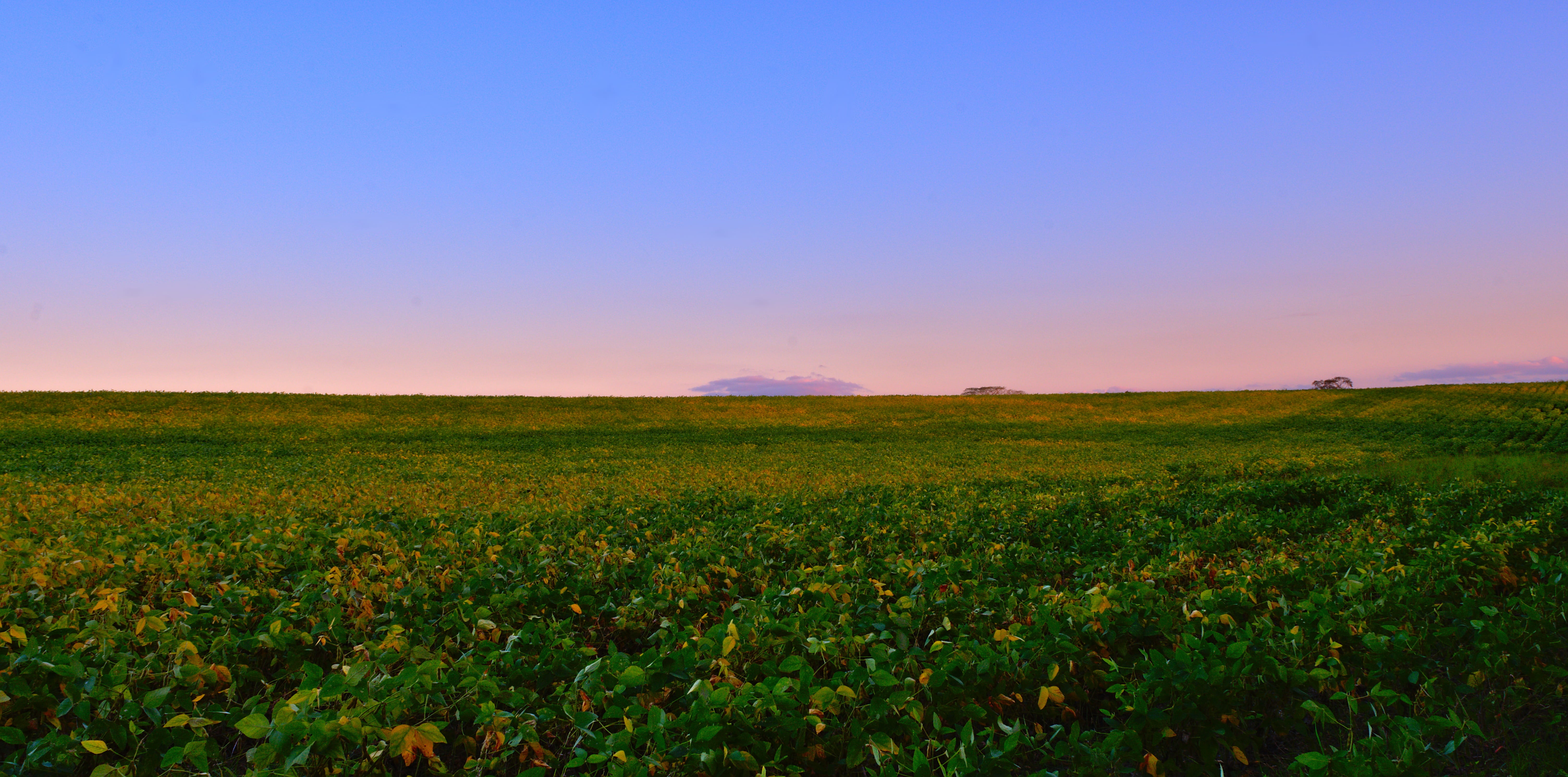 horizon, beans, scenics - nature, cloud, country side, sunset, sky, summer, 5K, scenic, tranquil scene, evening, spanish lookout, end of the day, plant, HD Wallpaper