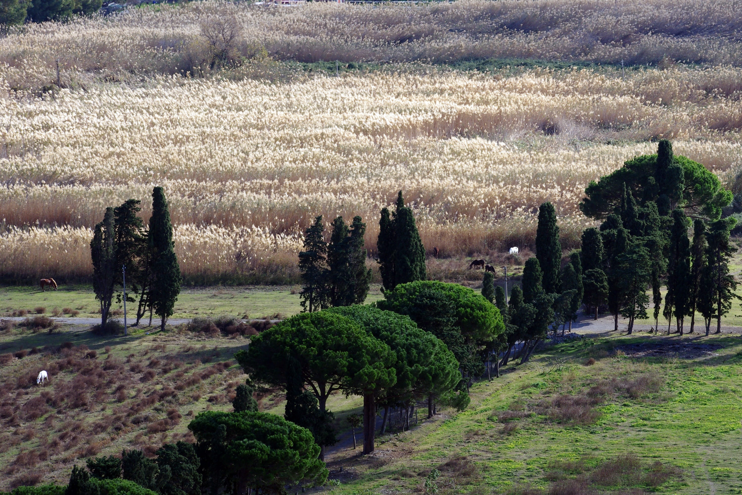 no people, green color, growth, tranquil scene, plant, field, farm, beauty in nature, trees, tree, pini, land, cypress trees, landscape, nature, praia a mare, HD Wallpaper