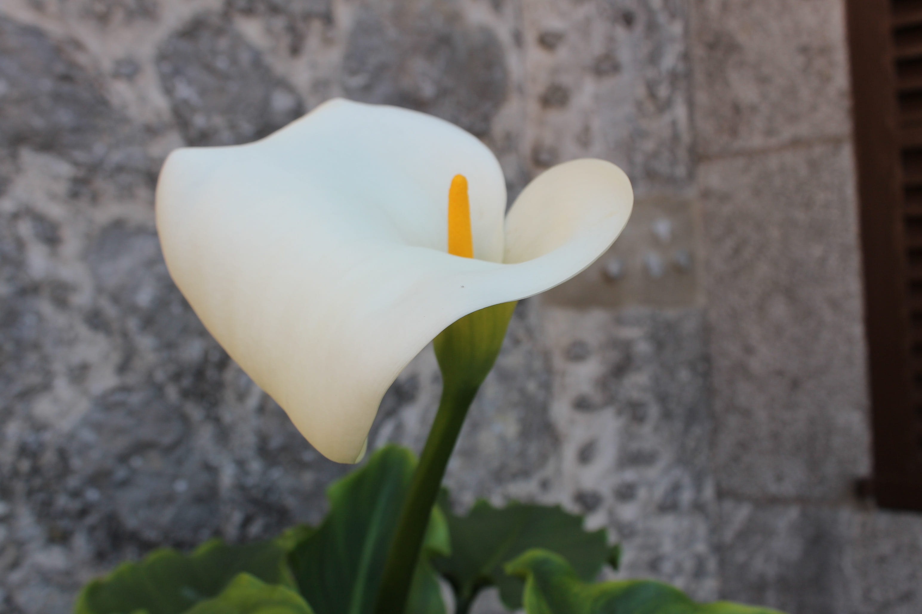 nature, wall - building feature, white, outdoors, calla lily, fragility, focus on foreground, day, freshness, 2K, beauty in nature, close-up, white color, HD Wallpaper