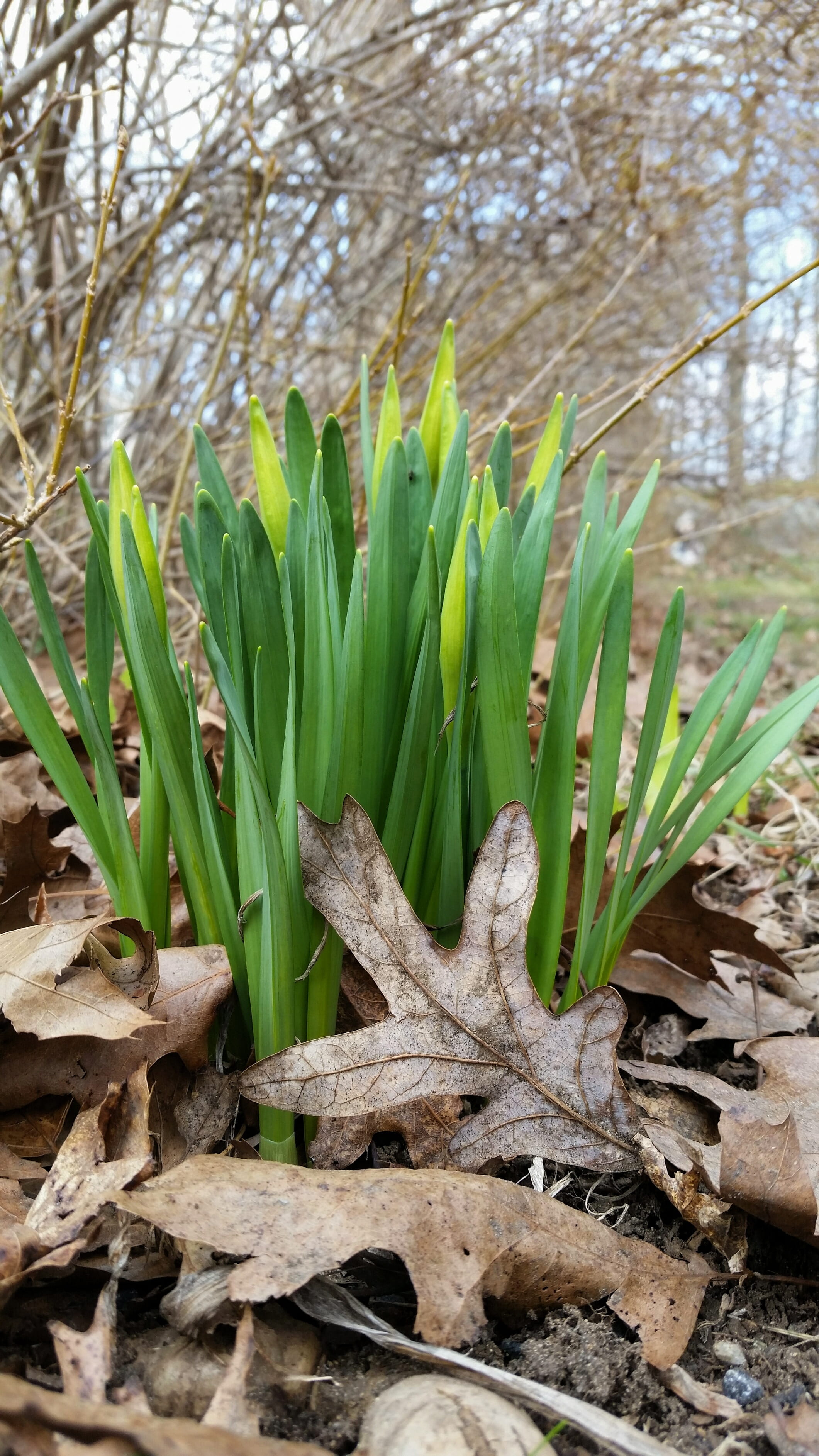 green, close-up, cycle, day, life, 2K, outdoors, plant, plant part, seasonal, wood - material, gardening, leaf, springtime, tranquility, green color, daffodils, Phone HD Wallpaper