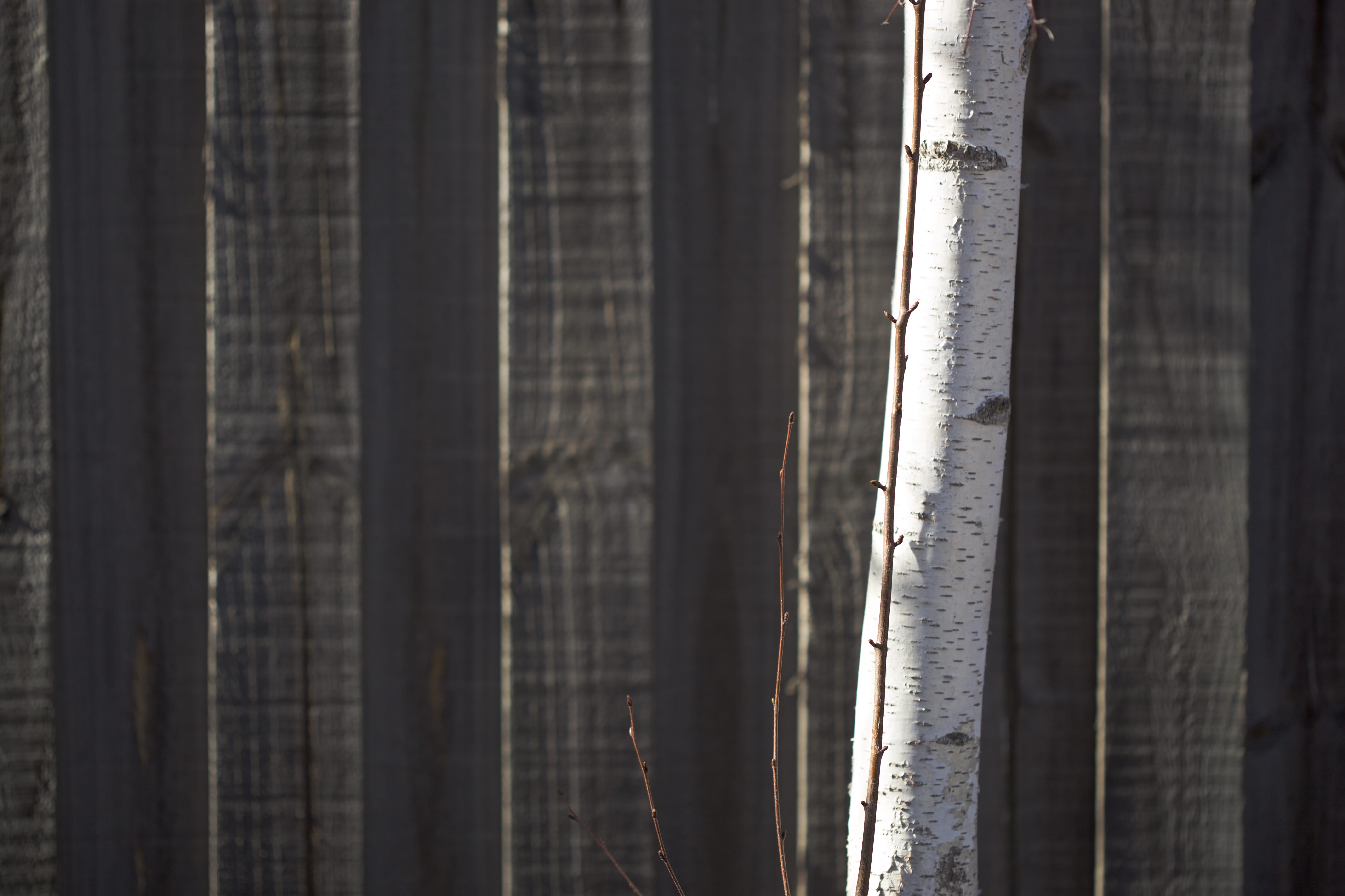selective focus, monochrome, black, grey, focus on foreground, full frame, suburban yard, suburban, curtain, tree, melbourne, built structure, bamboo - plant, HD Wallpaper