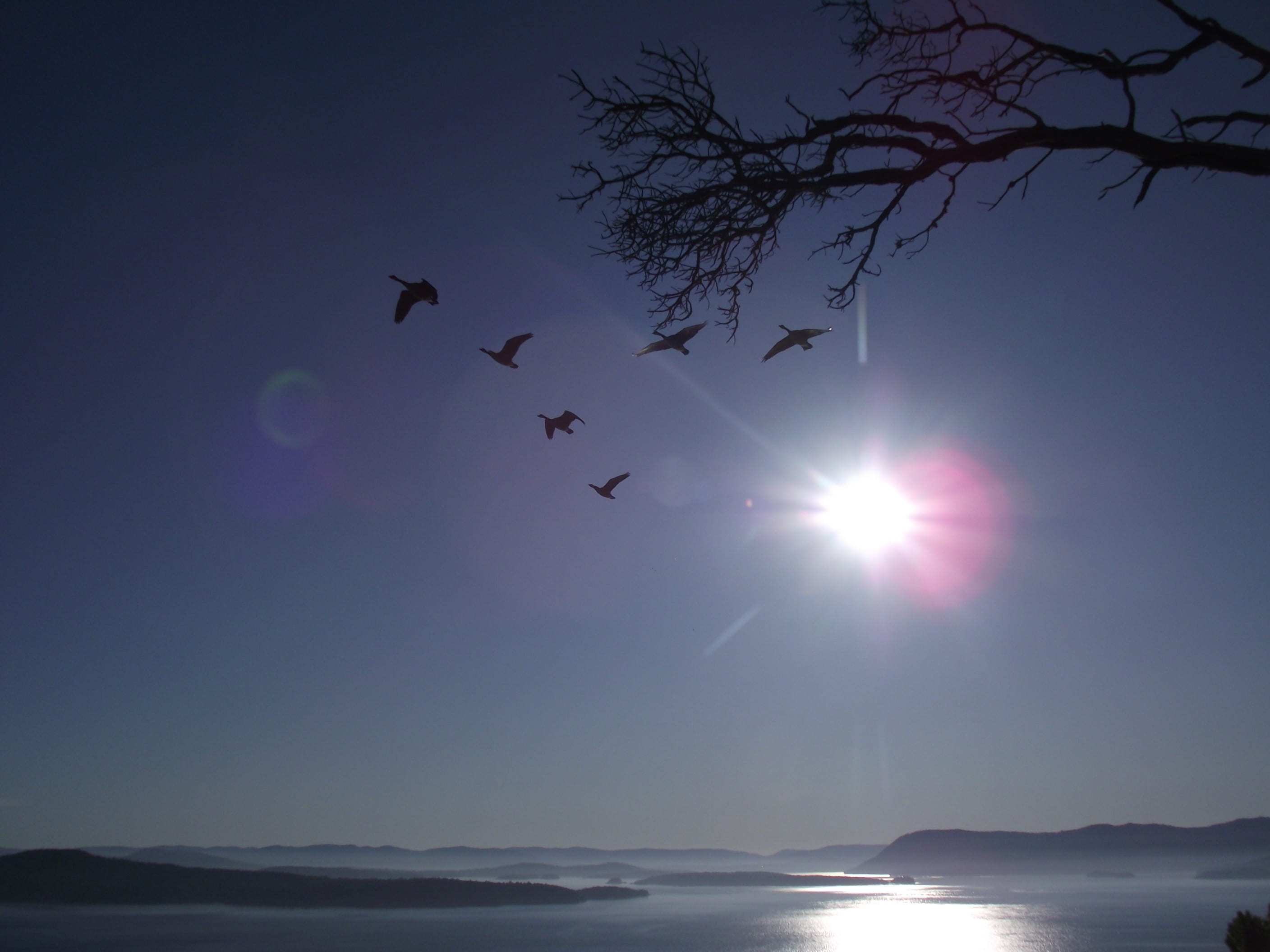 arbutus, animal, gulf islands, geese, low angle view, flying, tree, sun, sea, group of animals, water, beauty in nature, blue sky, islands, cliffside, nature, HD Wallpaper