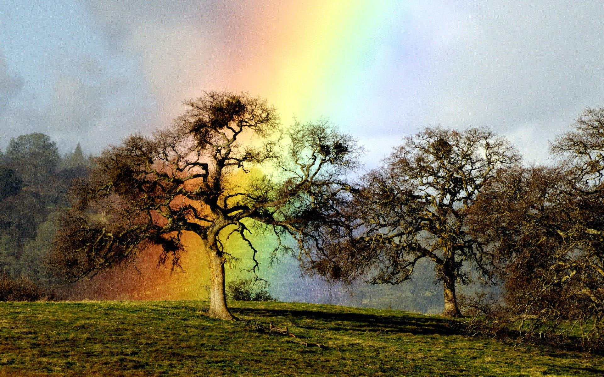 hilltop, nature and landscapes, rainbow, hills, green, leaf, rainbows, tree, nature, 1080P, trees, HD Wallpaper