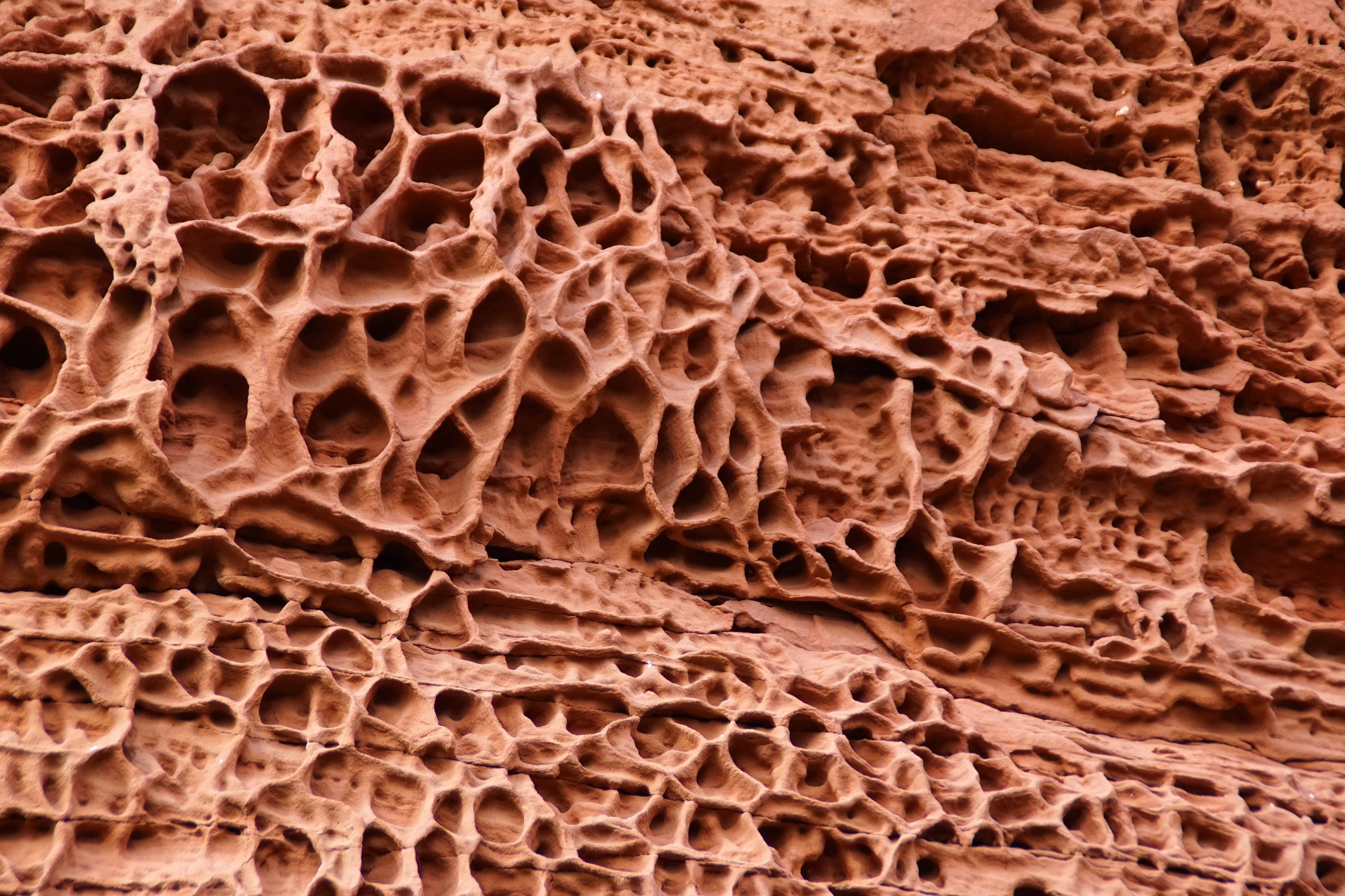 pattern, alsace, nature, magnification, 5K, Sandstone, eroded, macro, science, indoors, erosion, animal, microscope, no people, biology, pink sandstone, HD Wallpaper