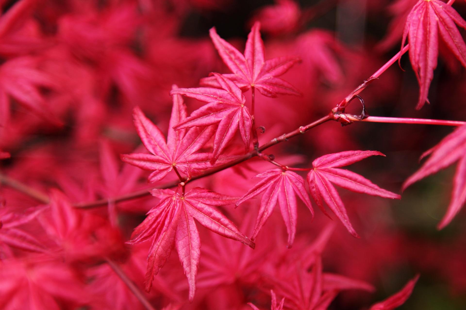 weir, leaves, nature, 1080P, pink, autumn, HD Wallpaper