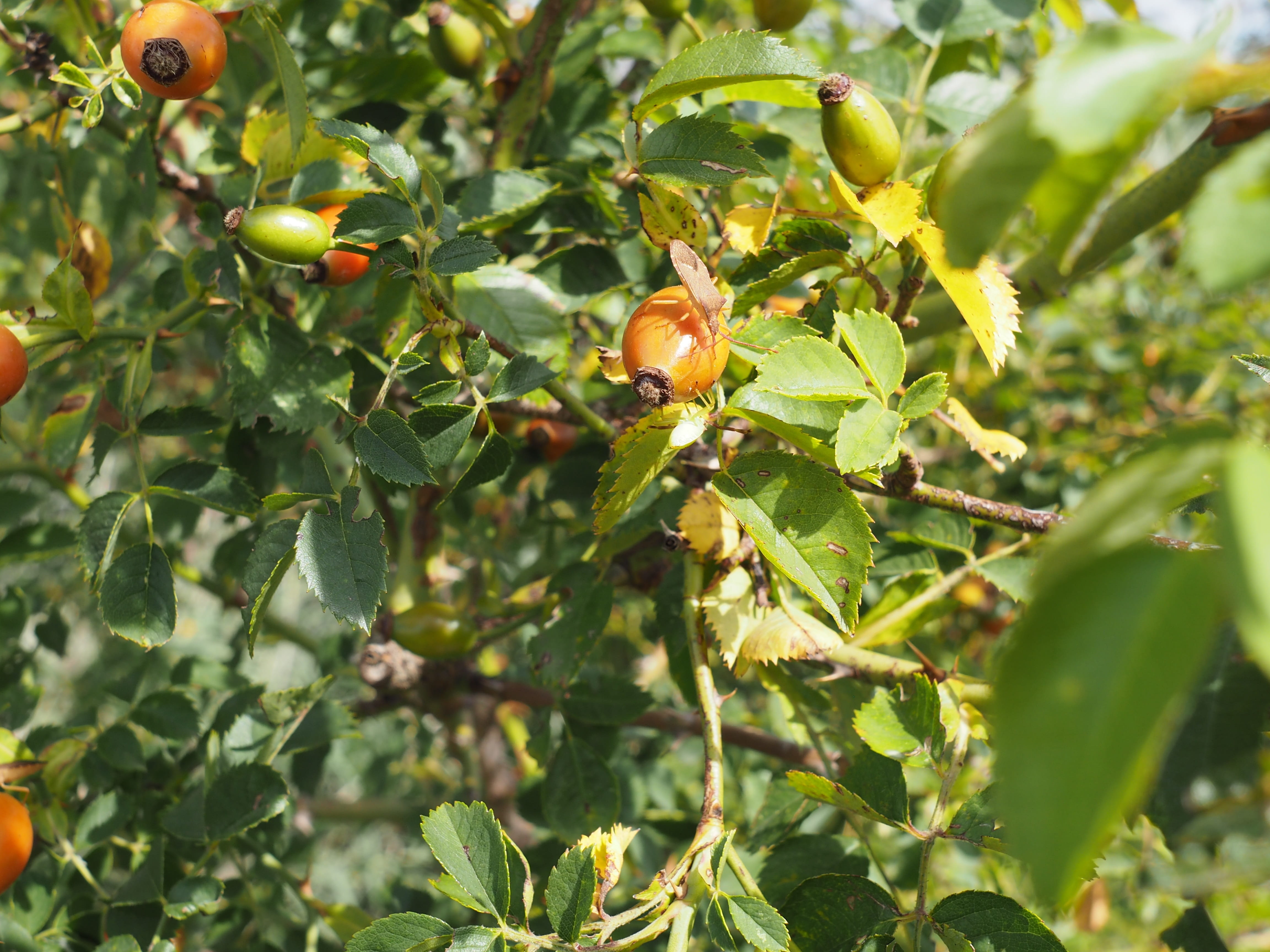 beauty in nature, immune, haw, hiften, hetschhiven, rose hip, medicinal plant, fruit tree, cold, bio, food, freshness, plant, hiffen, close-up, strengthen, HD Wallpaper