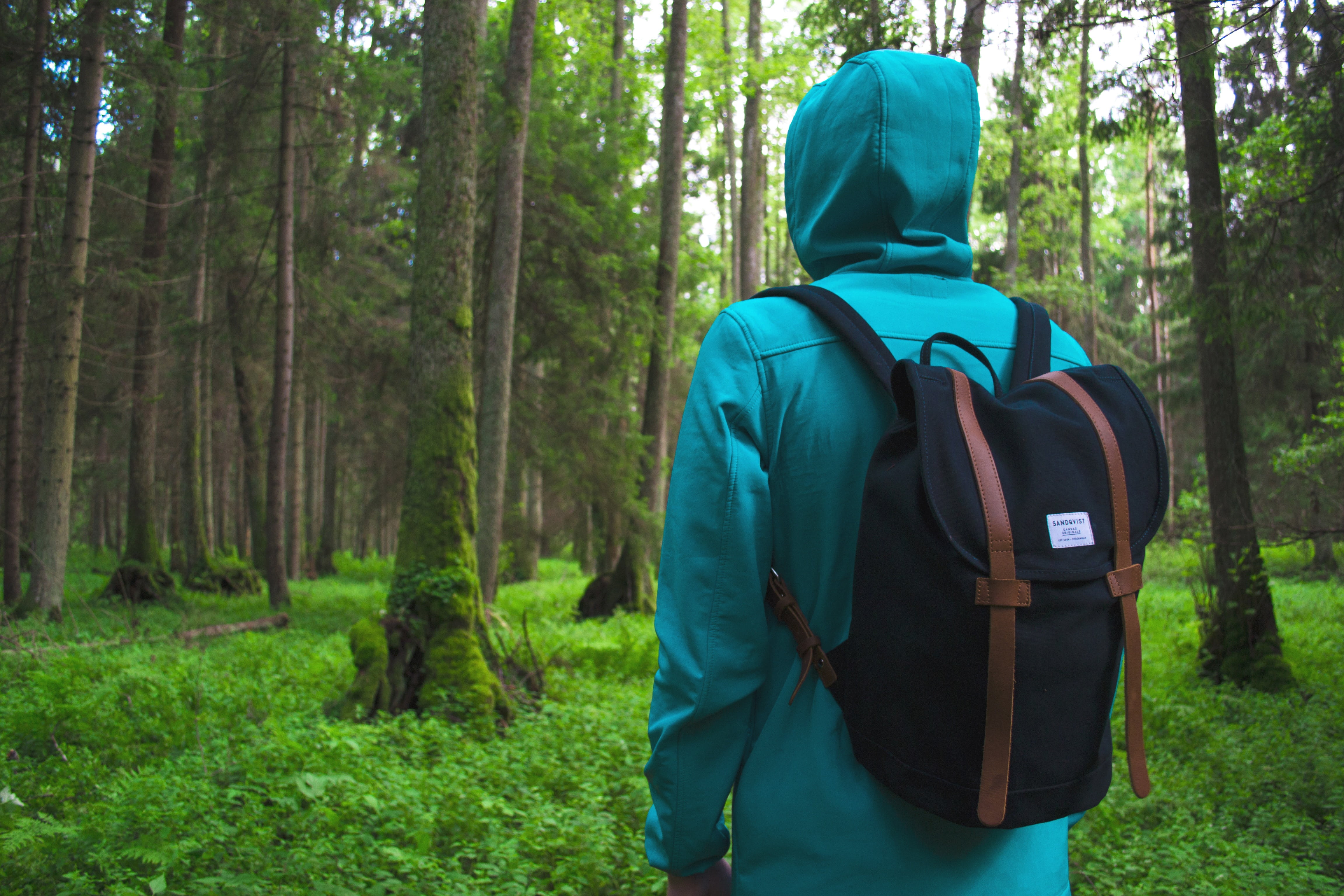 land, black, exploration, green color, leaves, forest, rear view, tree, backpack, man, trees, daytime, hike, woods, hoodie, looking at view, adventure, HD Wallpaper