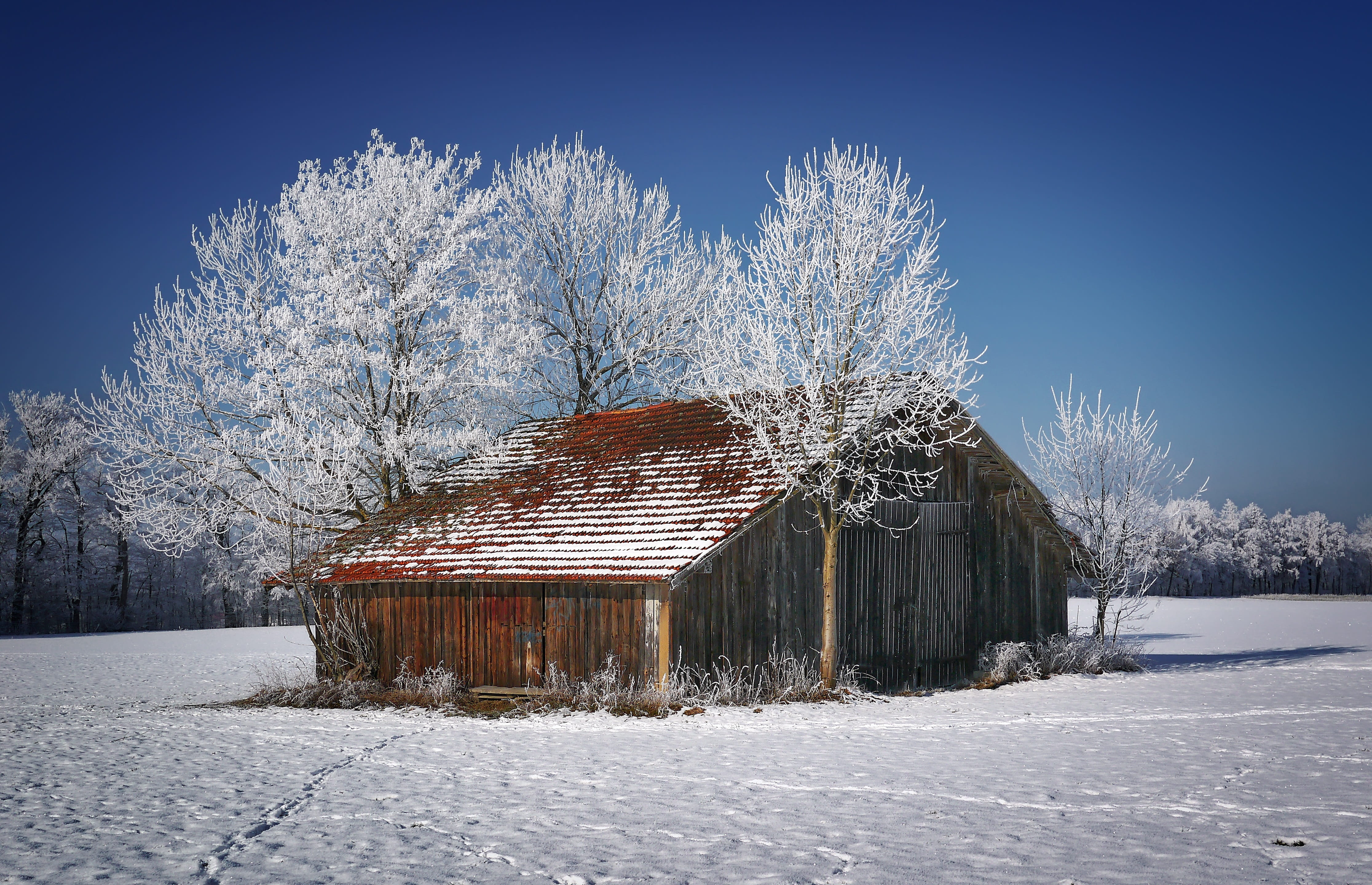 white color, clear sky, frozen, building, nature, ice, plant, environment, frost, red, ripe, cold temperature, sky, barn, 4K, building exterior, bare tree, HD Wallpaper