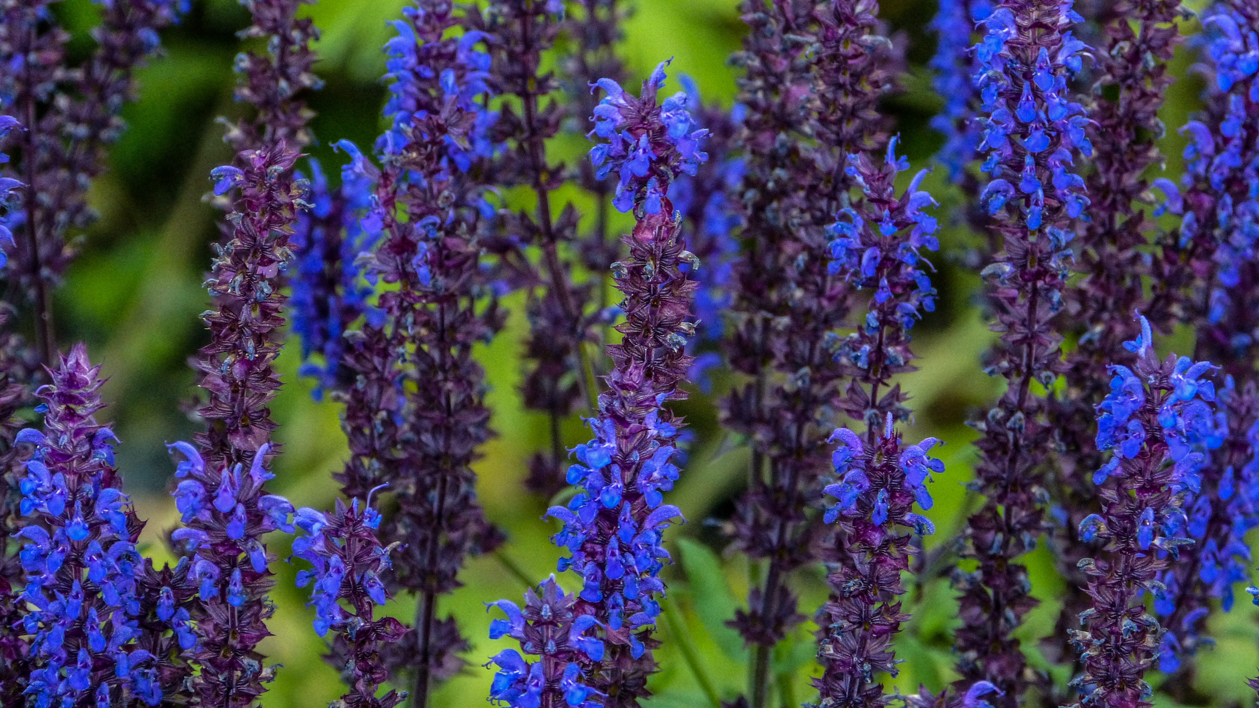 lavender, green, summertime, flower head, explore, full frame, nature, no people, botany, growth, fragility, vulnerability, summer, love, lavender colored, HD Wallpaper