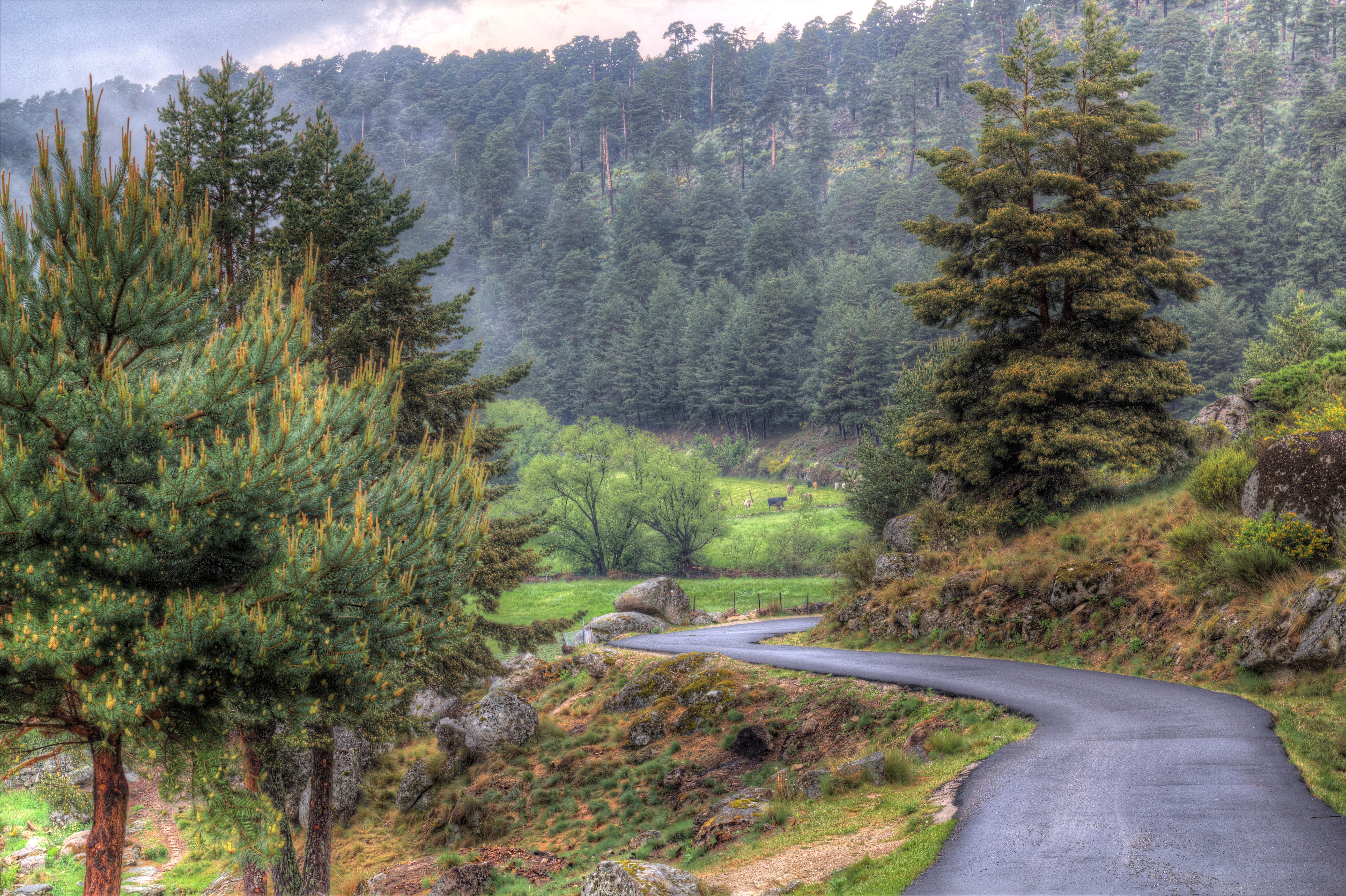 mountain, coniferous tree, environment, tree, non-urban scene, beauty in nature, outdoors, nature, plant, avila, 5K, motor vehicle, forest, day, growth, HD Wallpaper