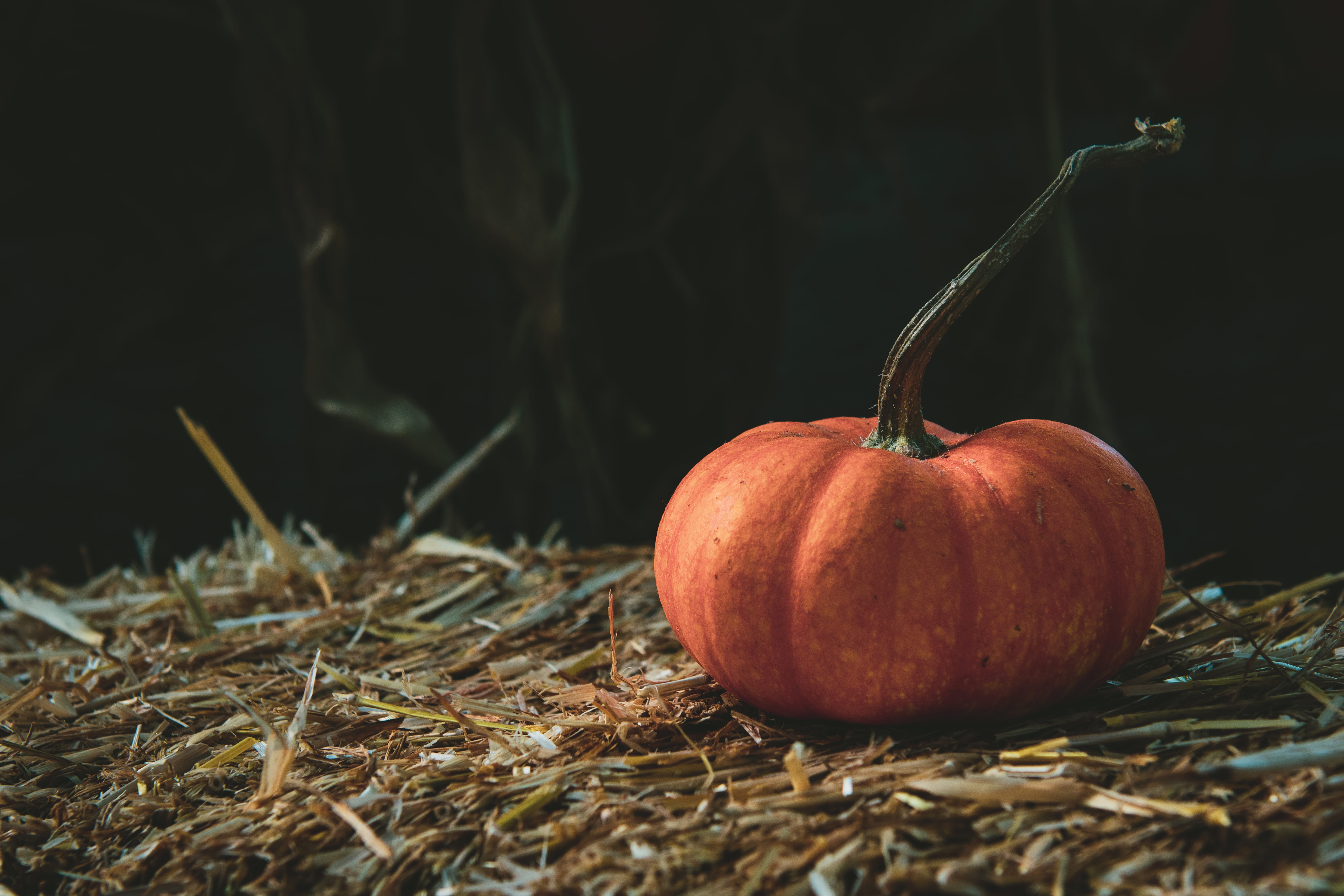 united states, straw, nature, food and drink, fruit, 8K, hay, flora, grass, focus, plant, san luis obispo, wellbeing, freshness, squash, still life, vegetable, HD Wallpaper