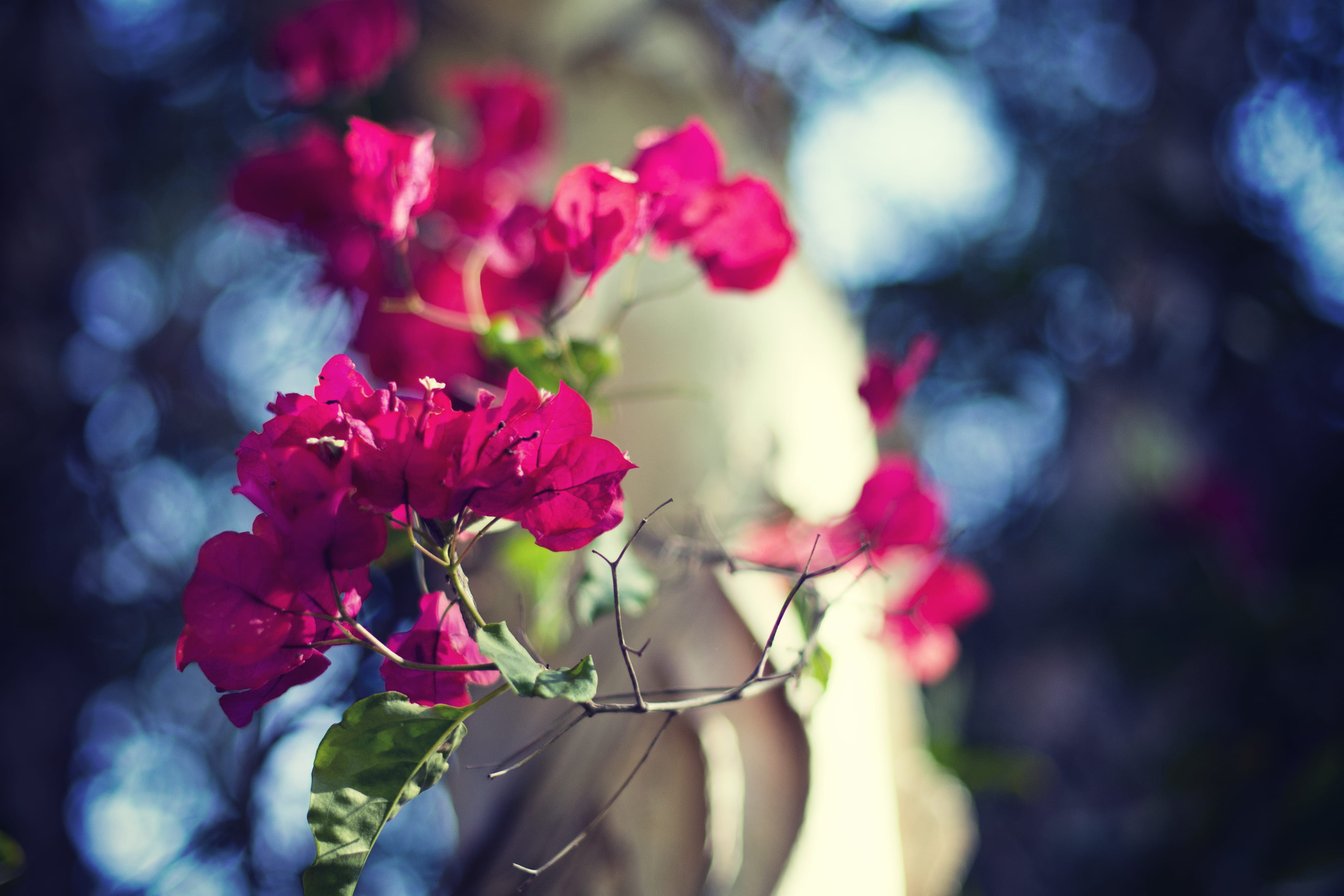 vulnerability, rose - flower, plant, beauty in nature, bunch of flowers, freshness, united states, fragility, flower arrangement, close-up, springtime, HD Wallpaper