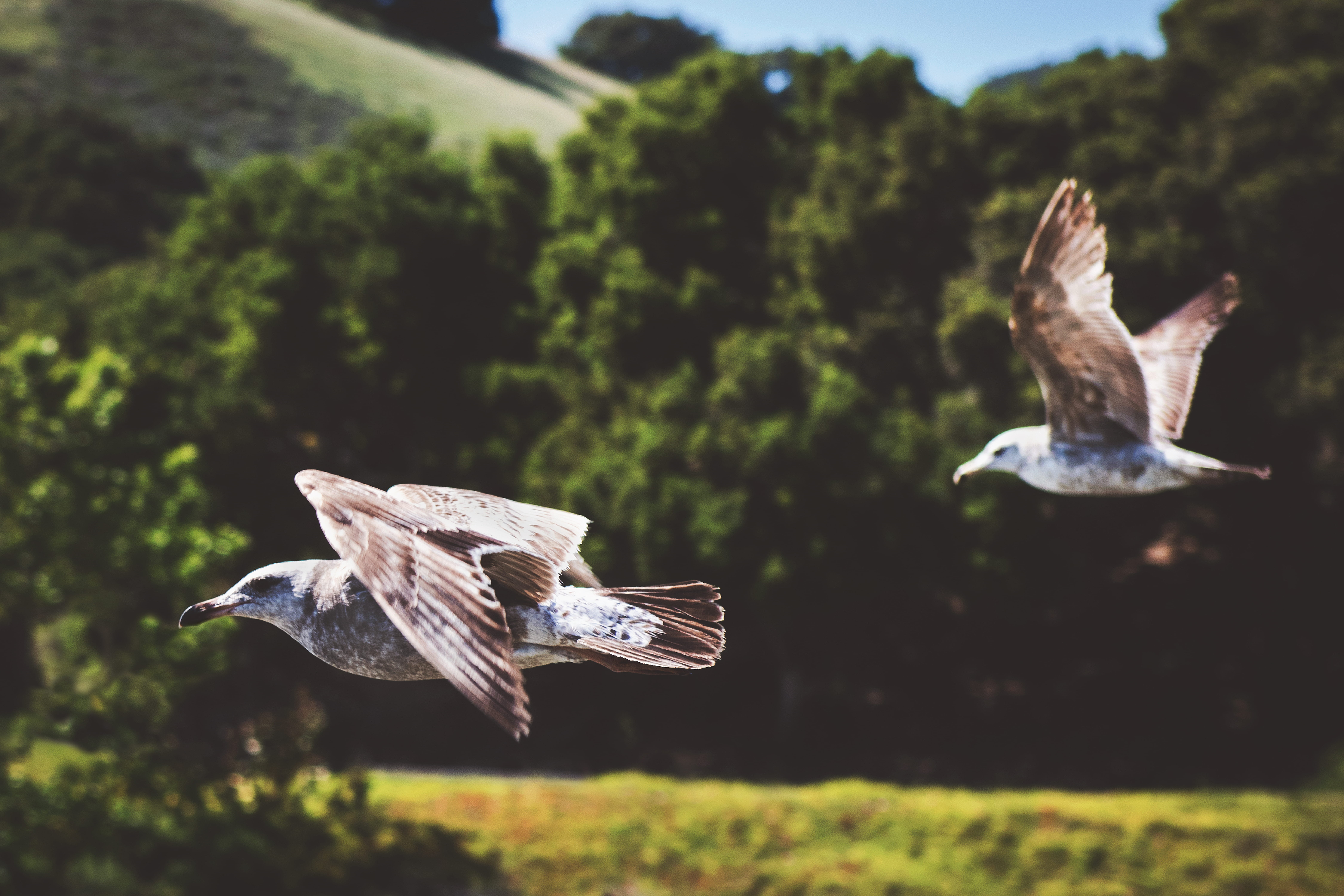 sea gulls, group of animals, wings, animal, two animals, united states, sunlight, animal wildlife, nature, flying, motion, focus on foreground, day, fly, HD Wallpaper