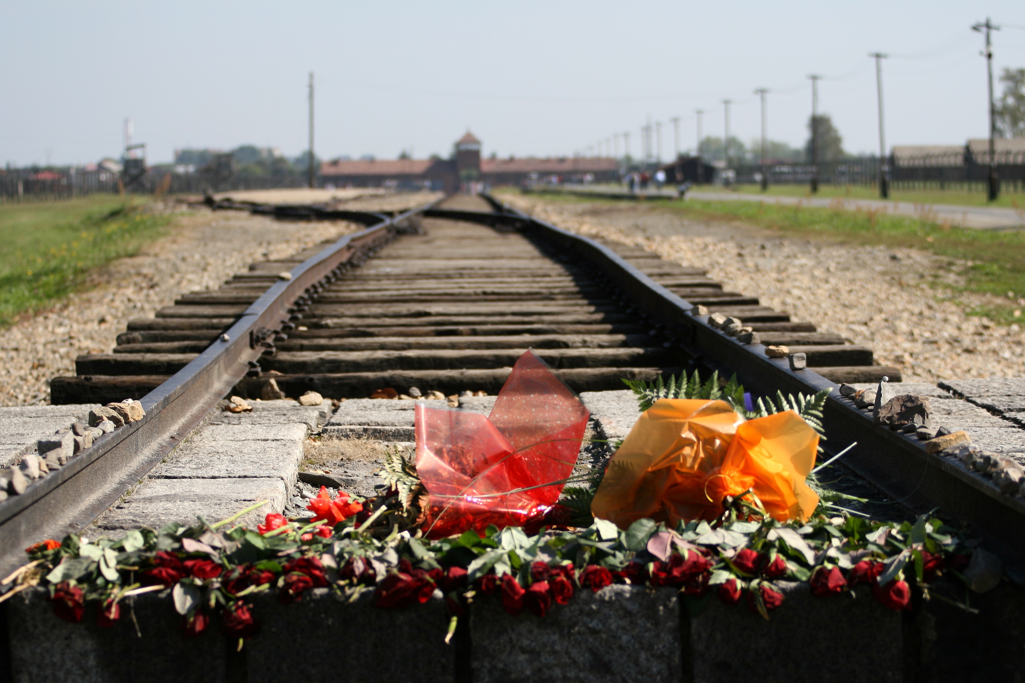 flowers, flower, daytime, auschwitz birkenau, fragility, concentration camp, holocaust, track, metal, 2K, oswiecim, flower head, brown, red, the way forward, HD Wallpaper