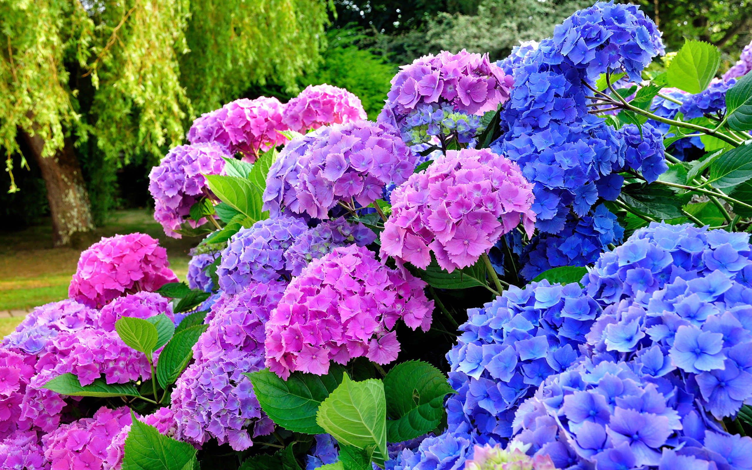 2K, hortensias, jardin, un, dans, HD Wallpaper
