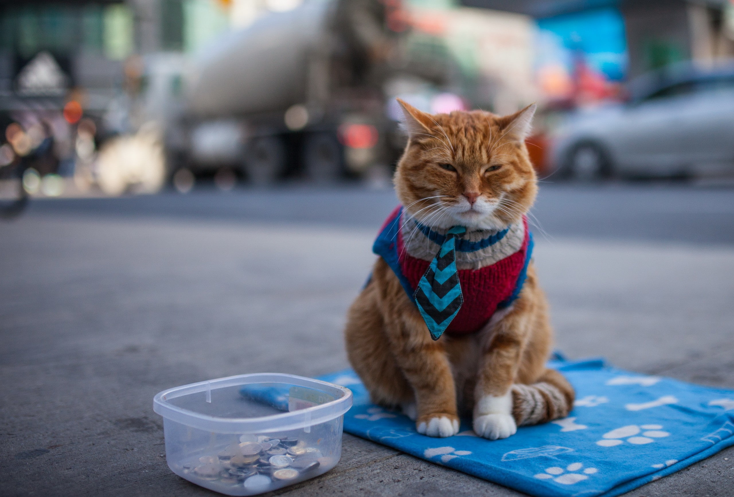 un, street, look, funny, Cat, 2K, HD Wallpaper