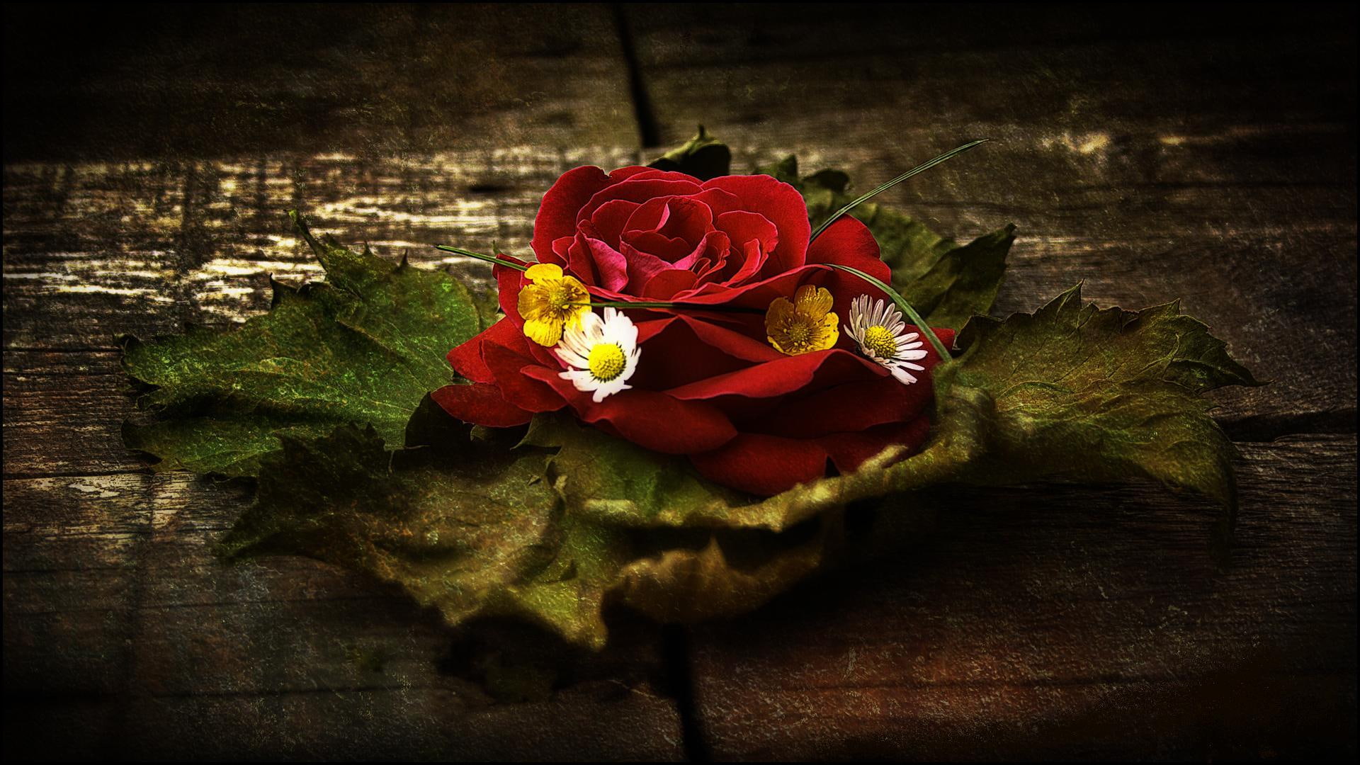 un, trandafir, beautiful, 1080P, rose, 3d and abstract, trafir, HD Wallpaper